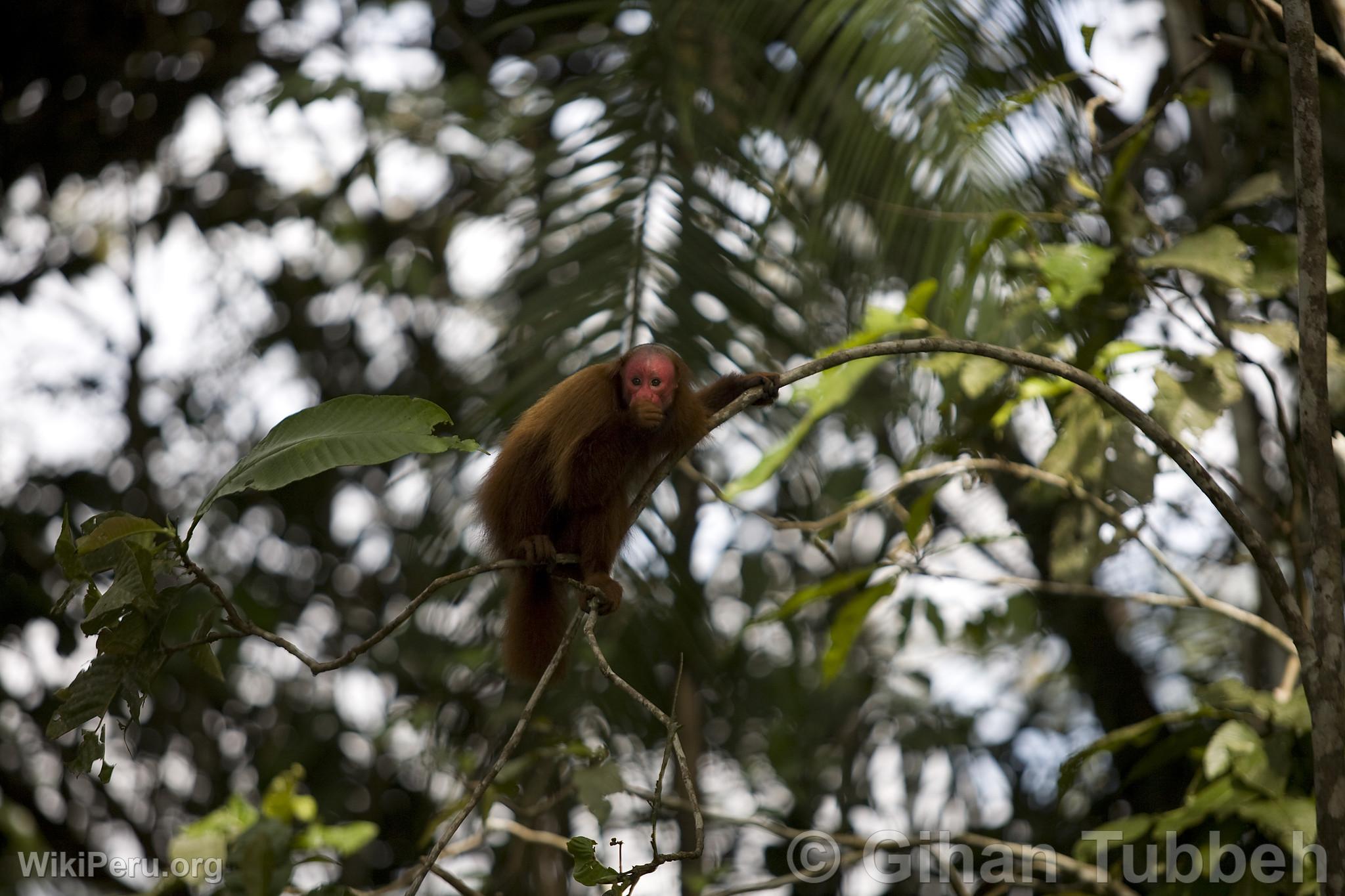 Red-Faced Monkey