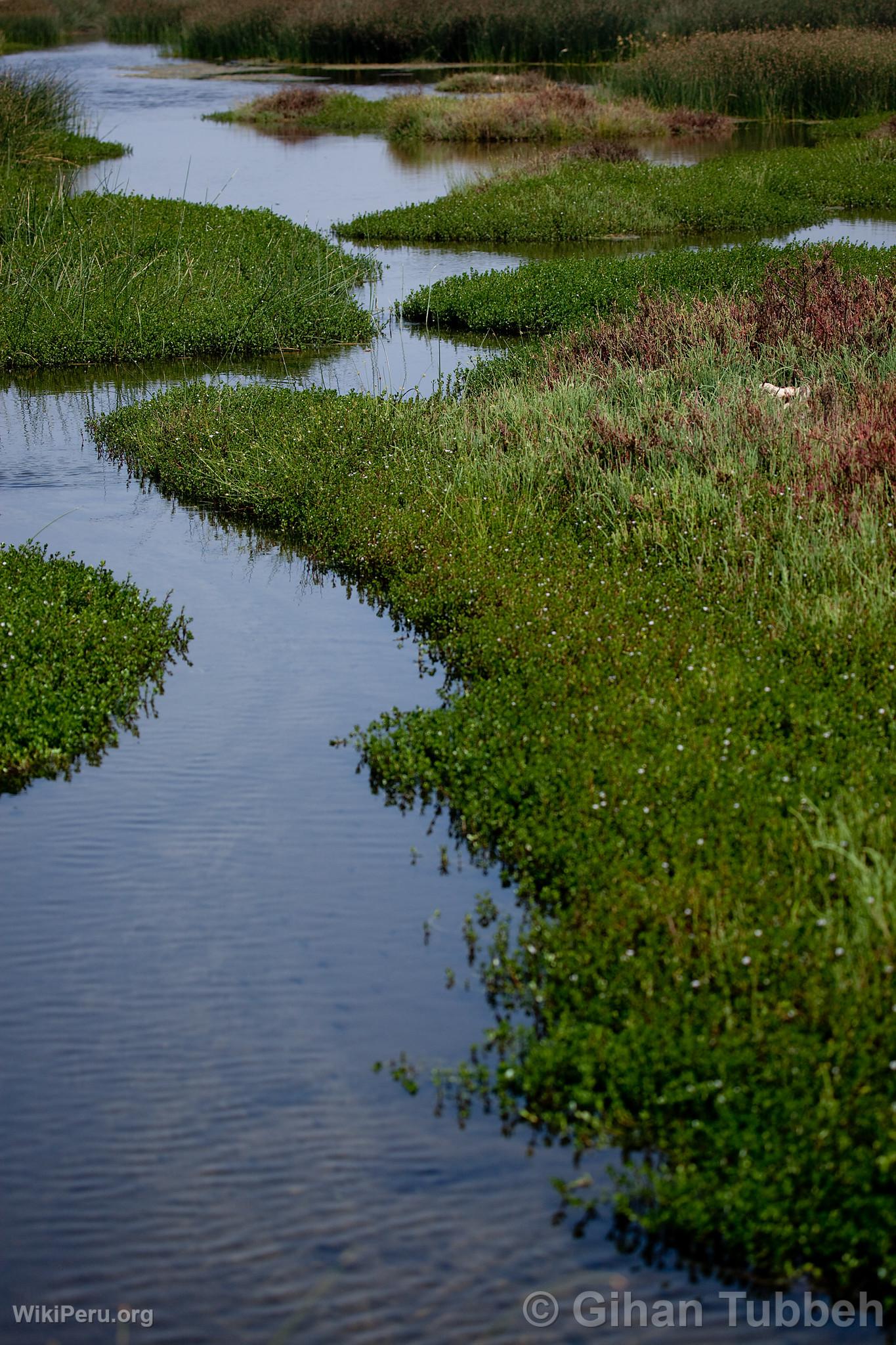 Ventanilla Wetlands