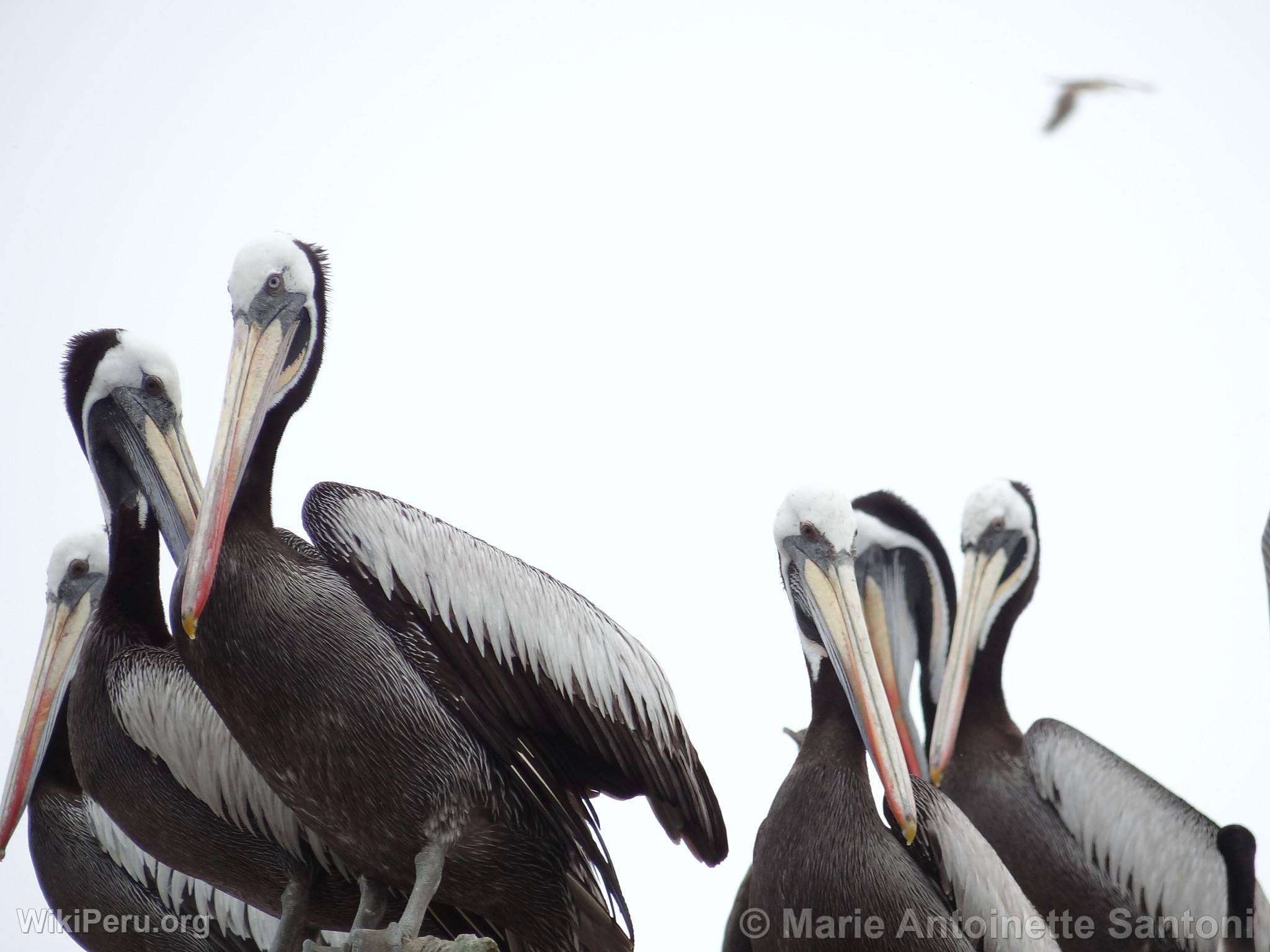 Ballestas Islands, Paracas