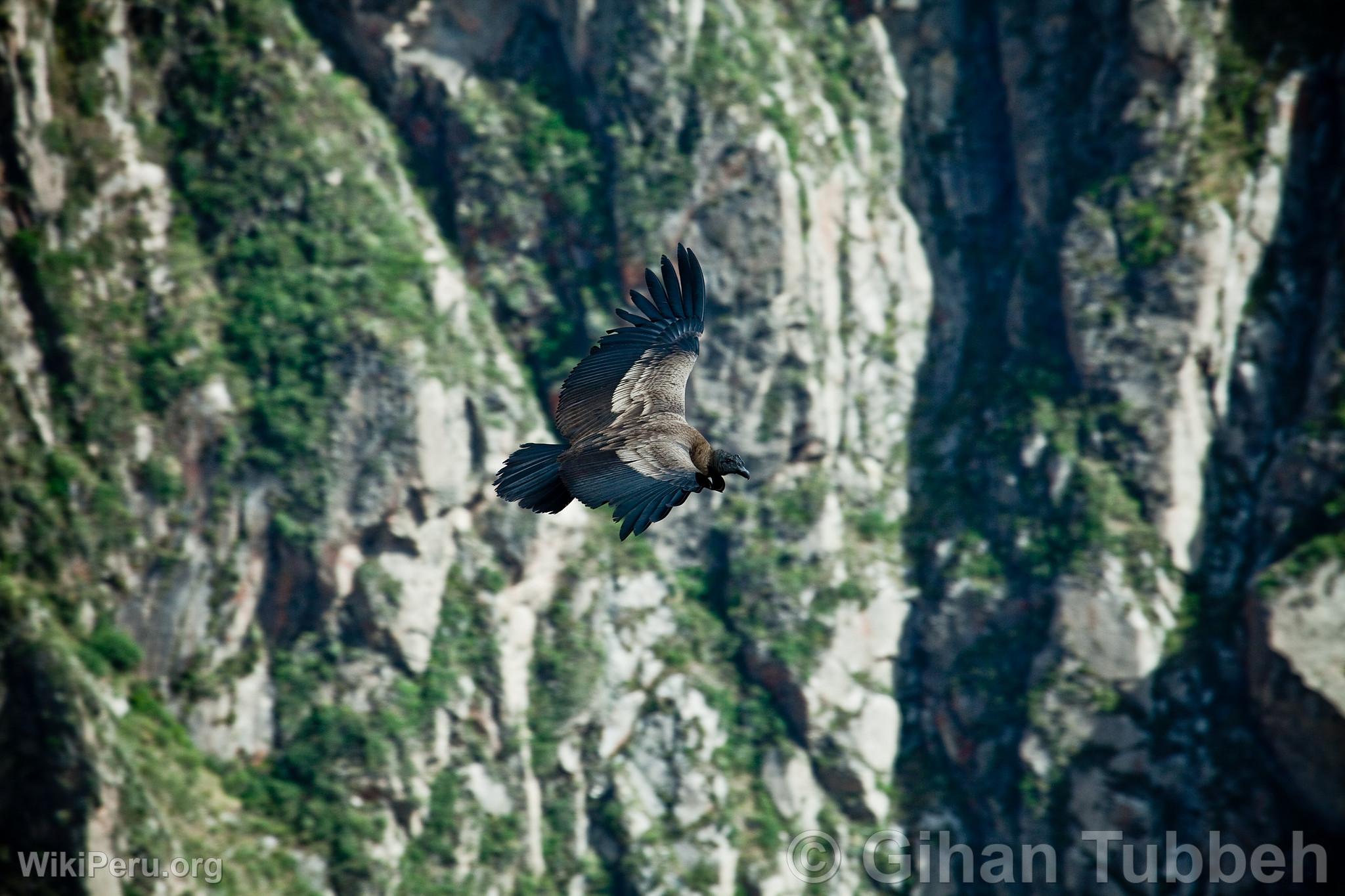 Andean Condor