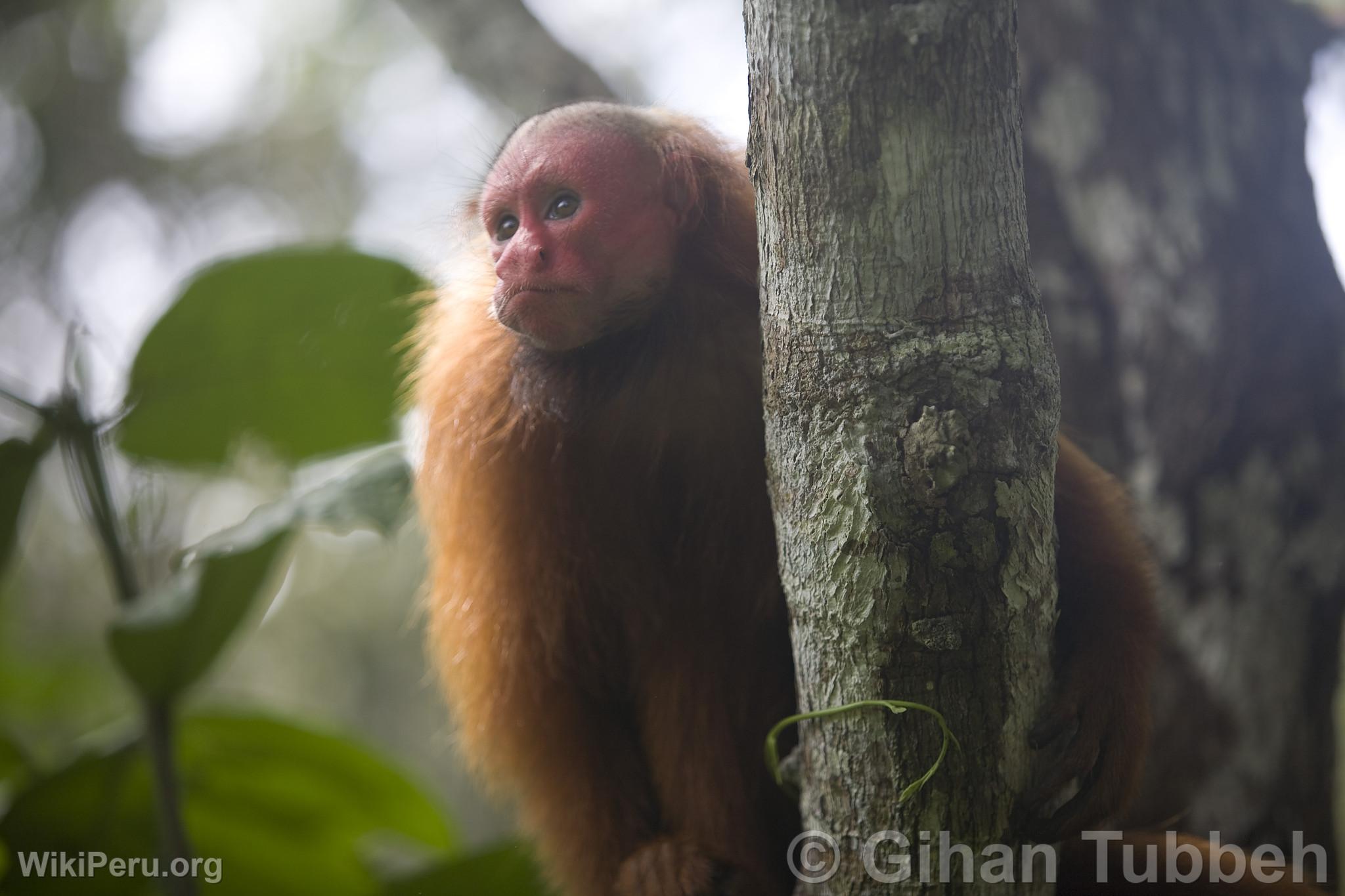 Red-Faced Monkey