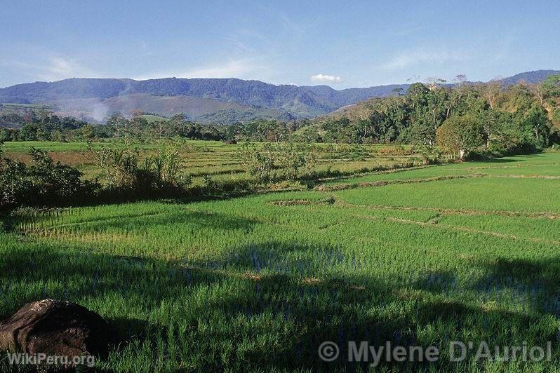 Rice Crops