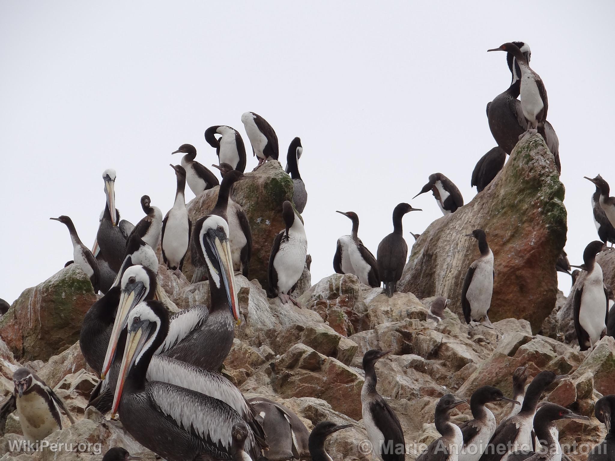 Ballestas Islands, Paracas