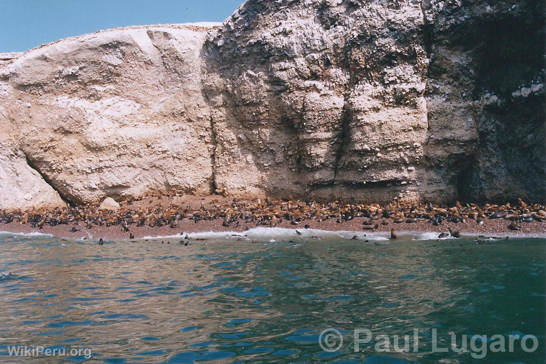 Ballestas Islands, Paracas