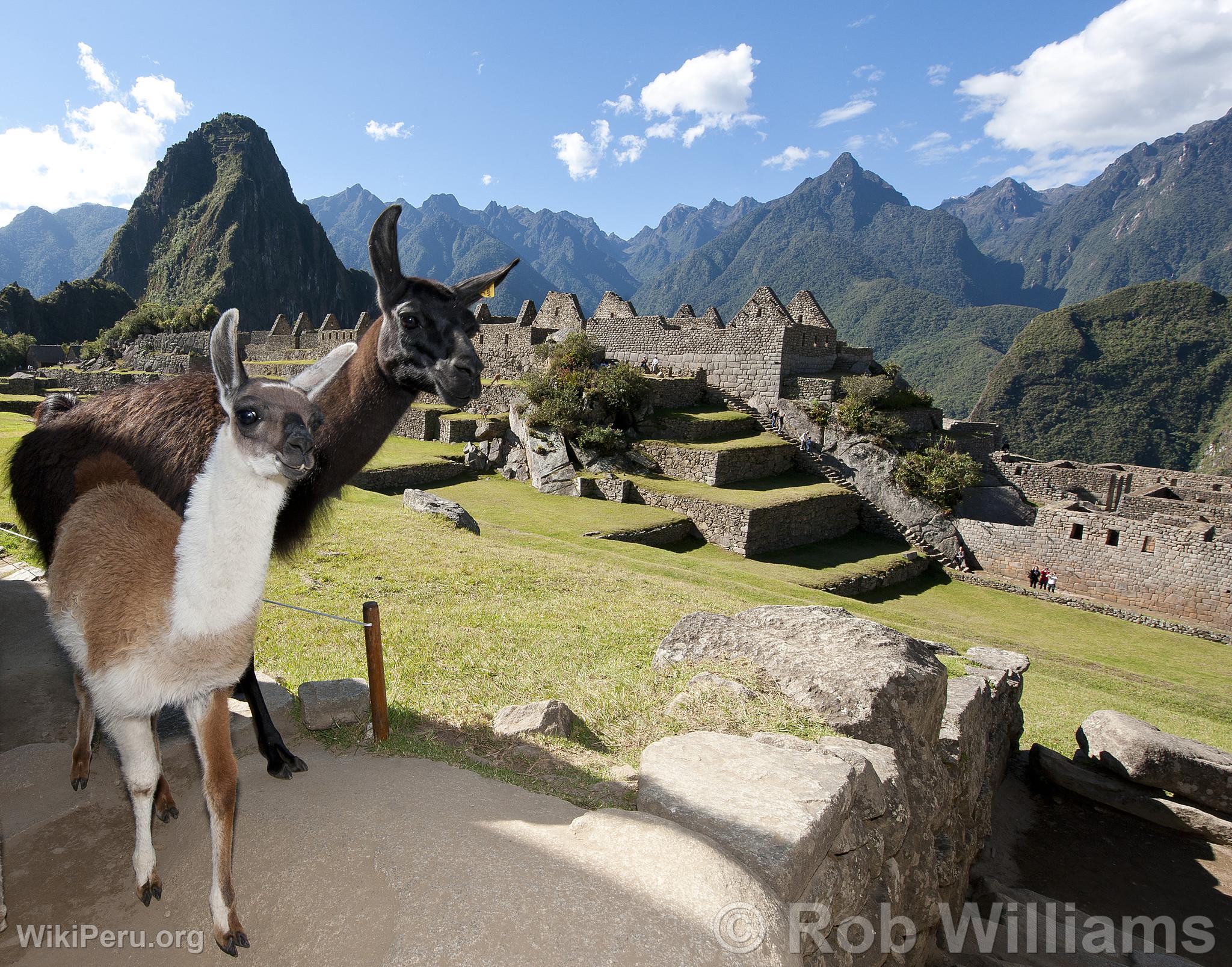 Llamas in Machu Picchu