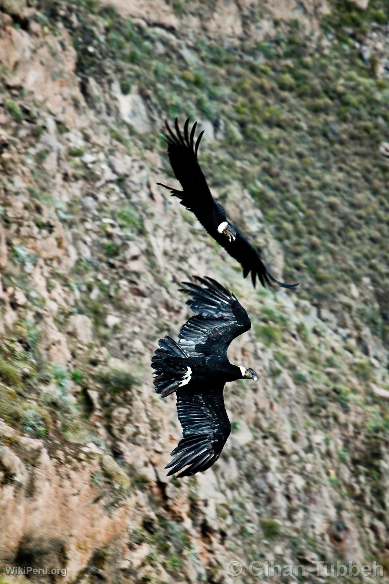 Andean Condors