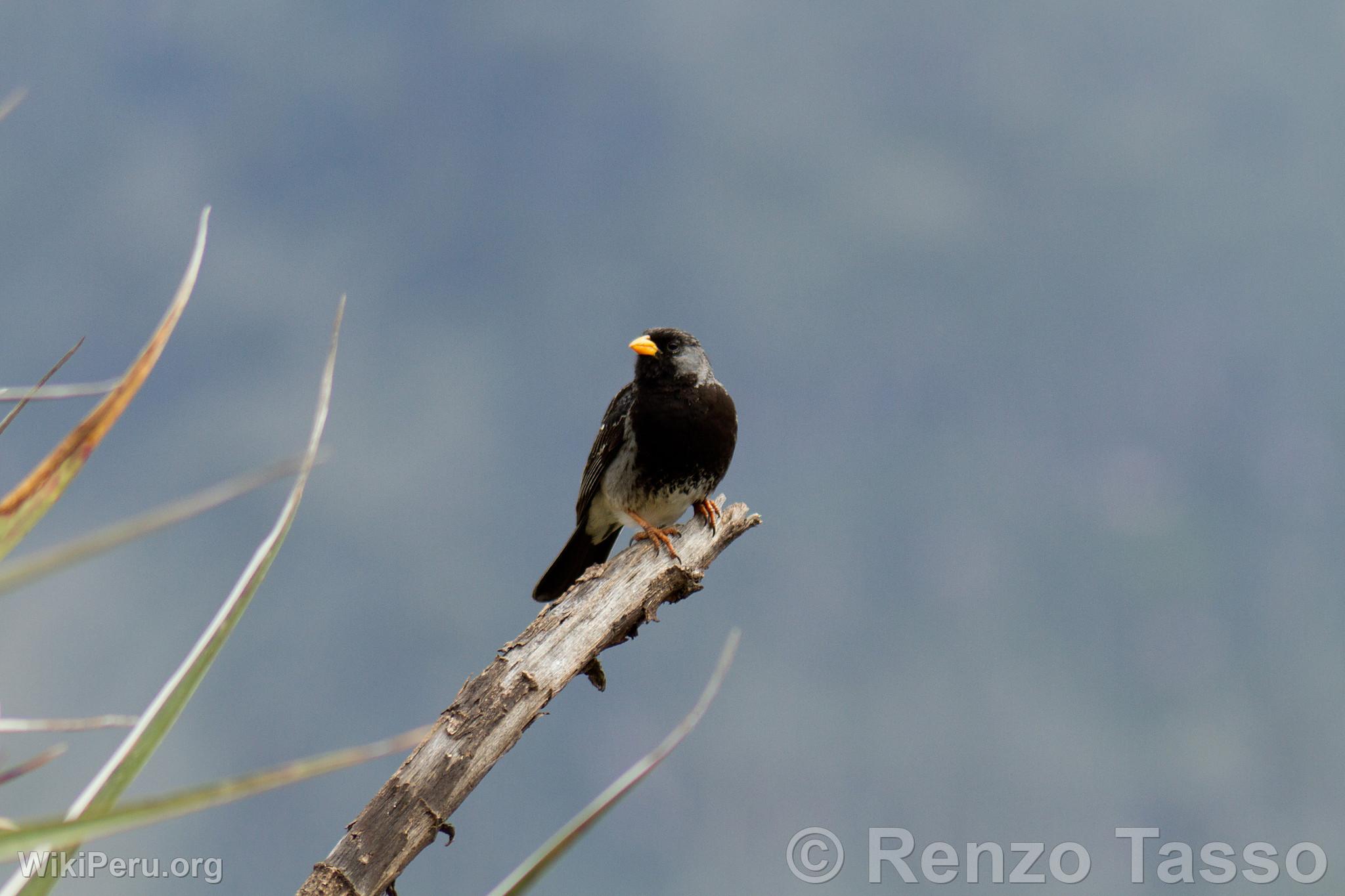 Black-chested Fringilo