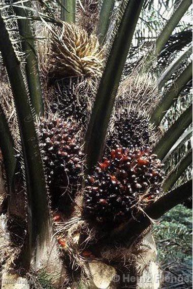 Oil palm tree