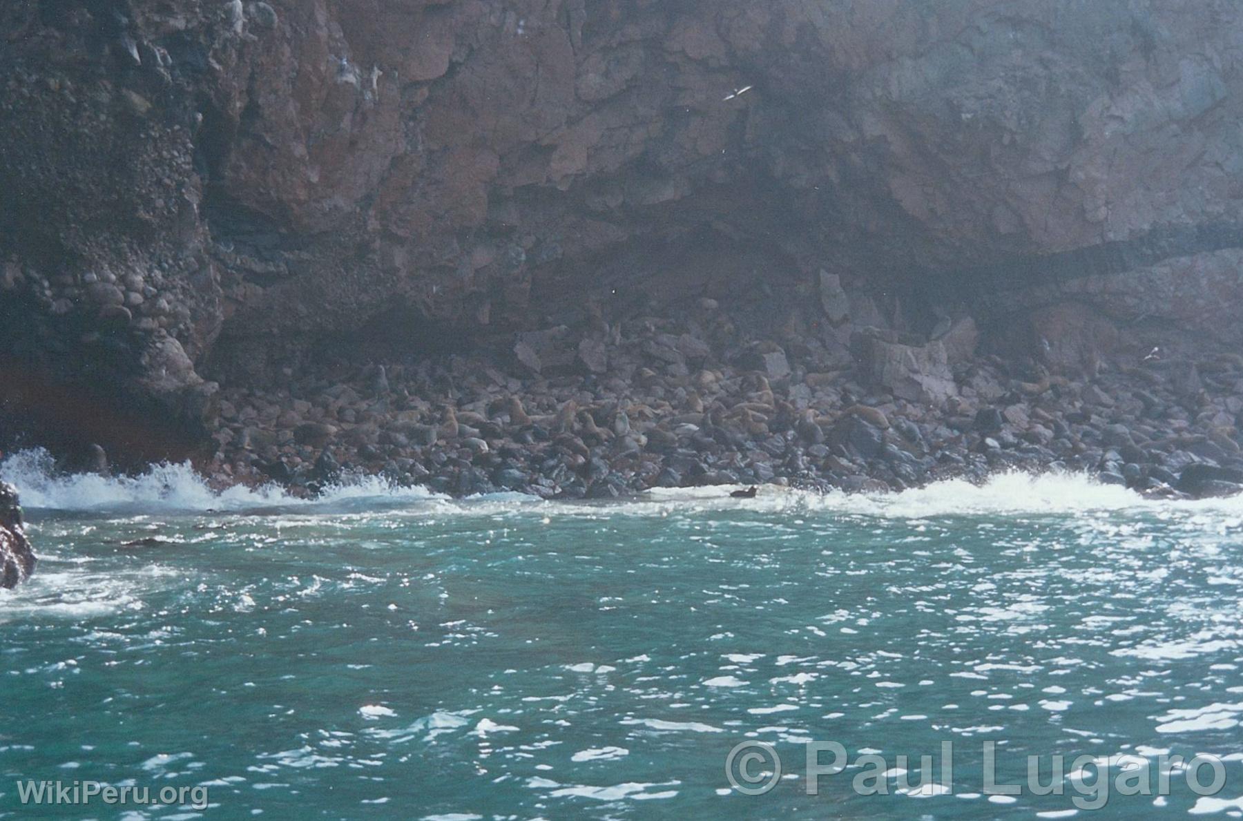 Ballestas Islands, Paracas