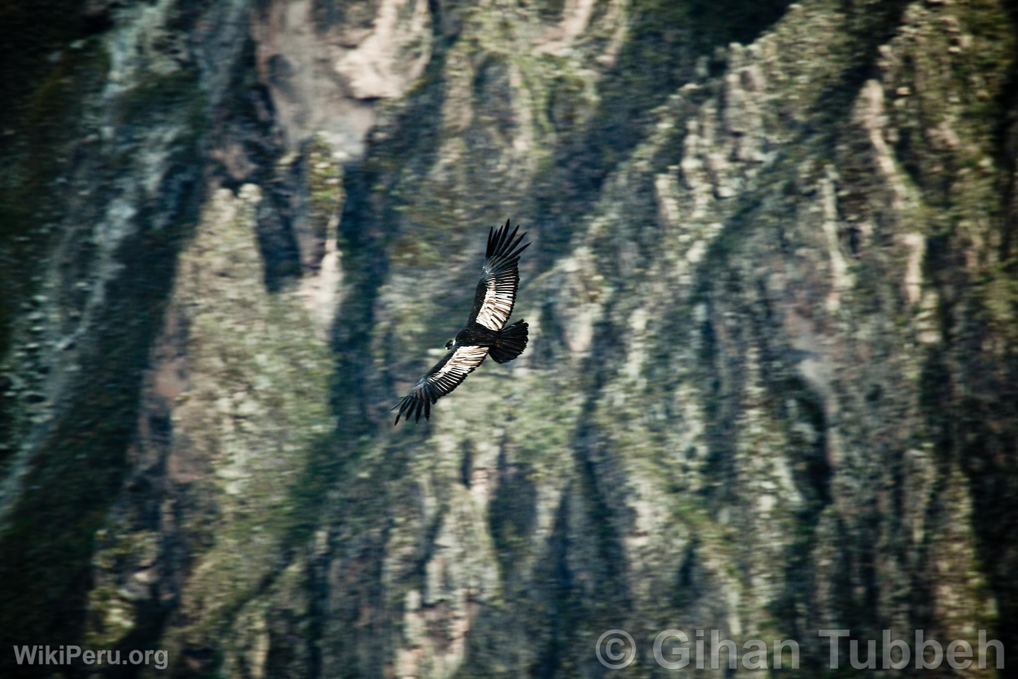 Andean Condor