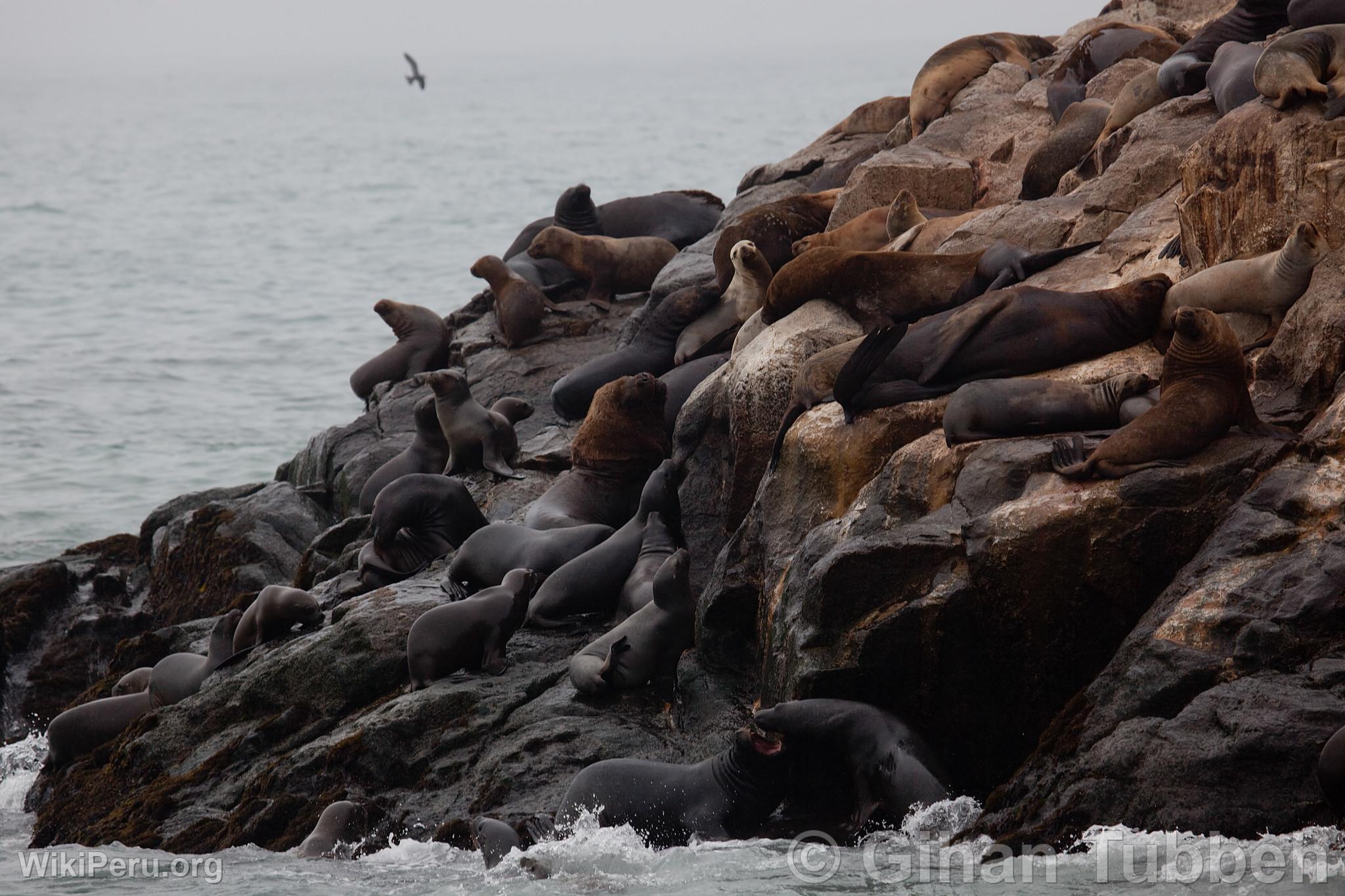 Palomino Islands, Callao