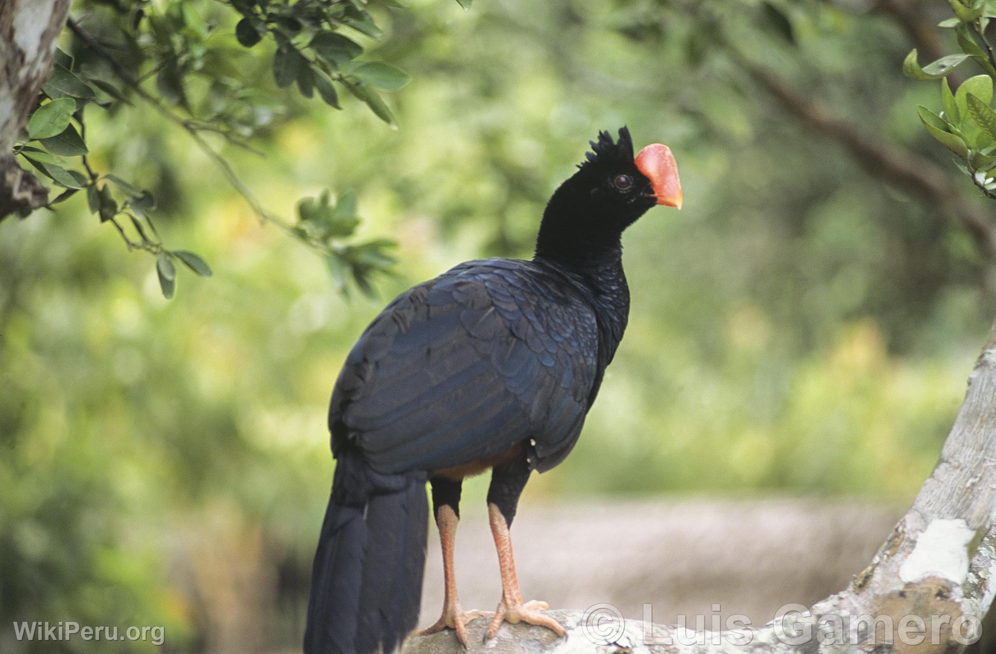 Common Paujil, Pucallpa