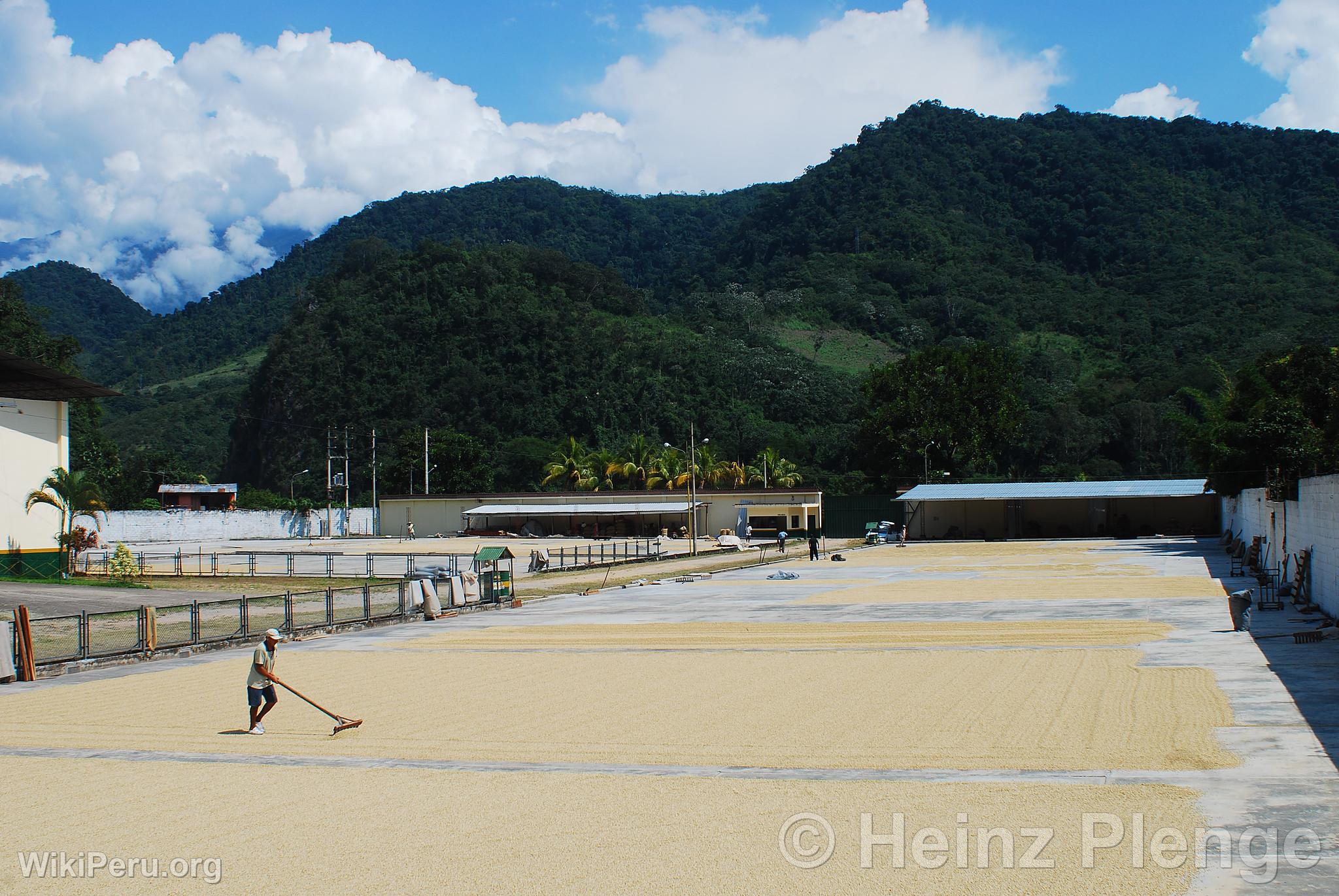 Raking and Drying Organic Coffee