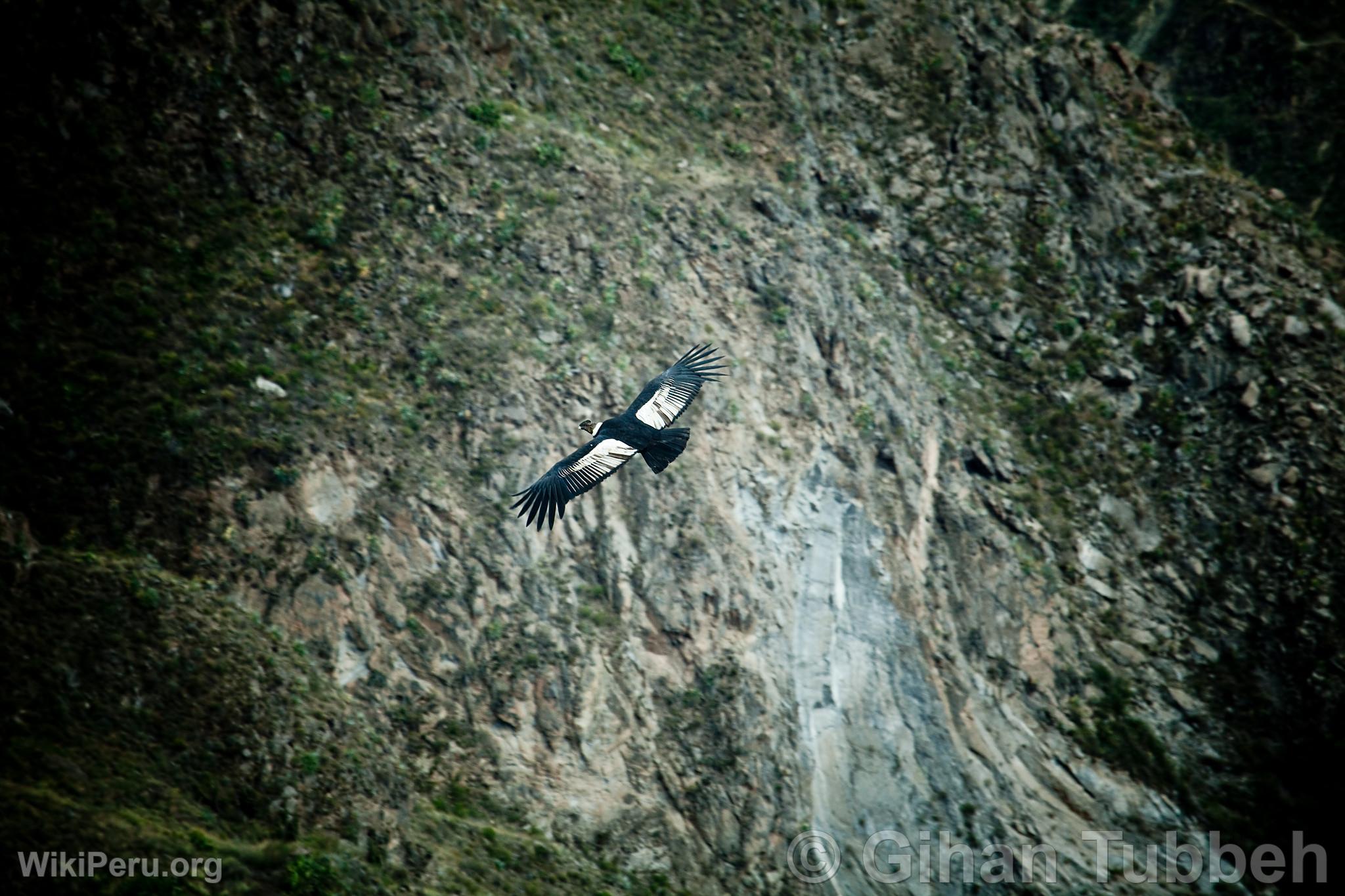 Andean Condor