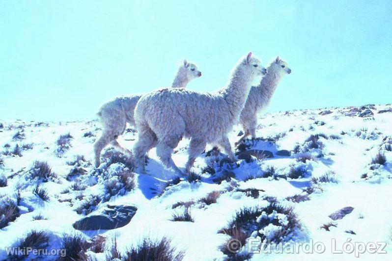 Camelids