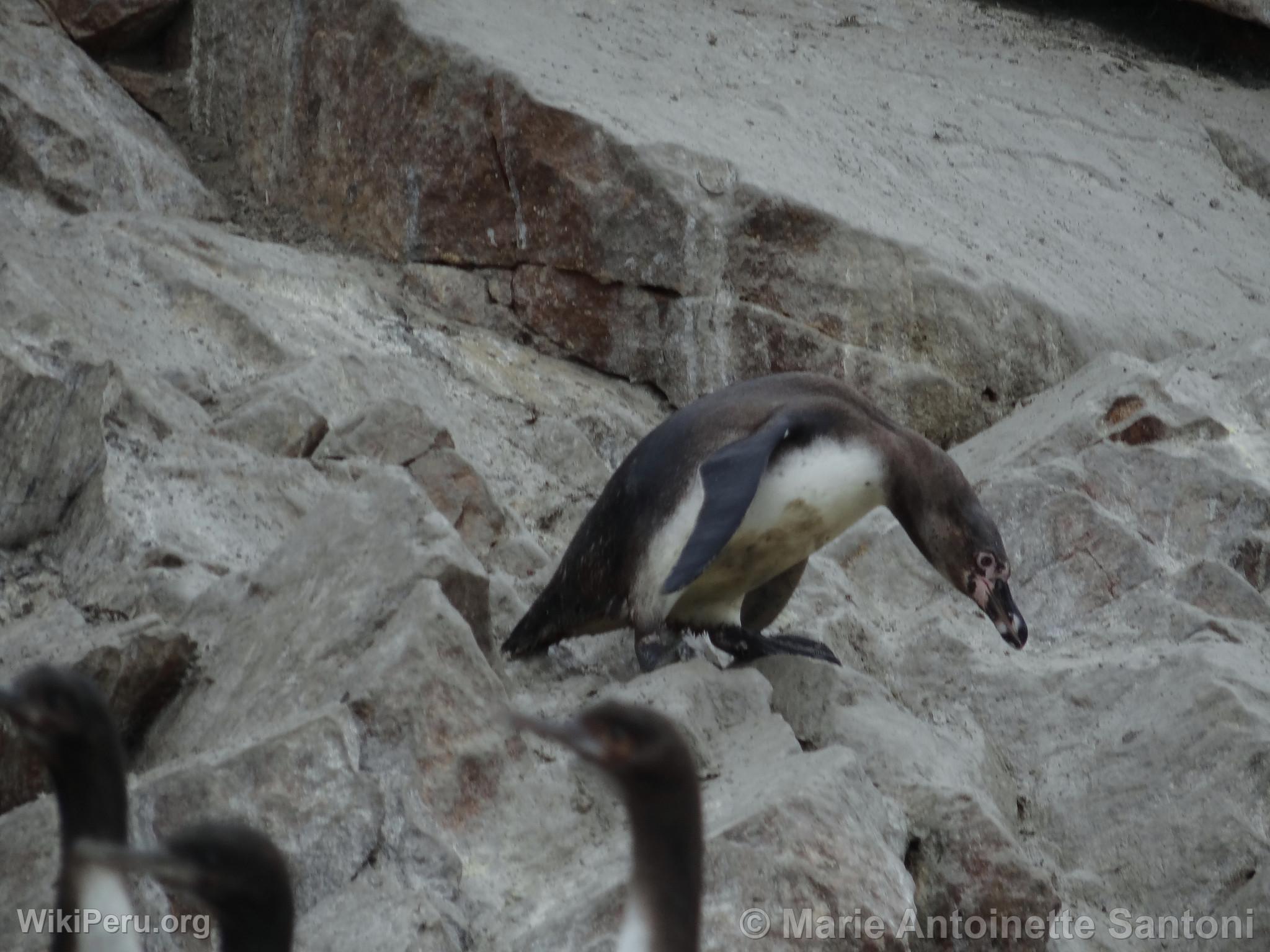 Ballestas Islands, Paracas