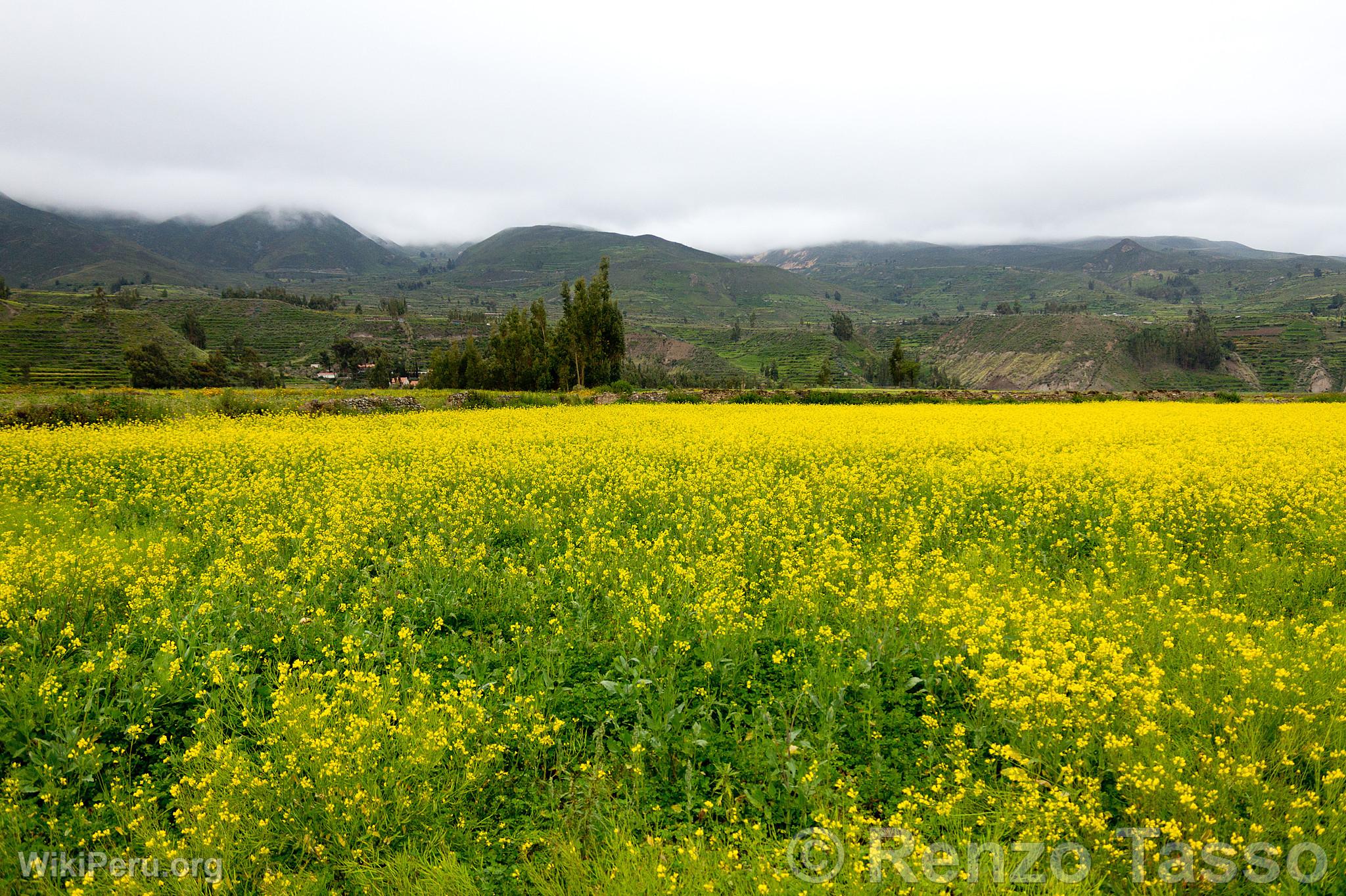 Countryside in the Colca Valley