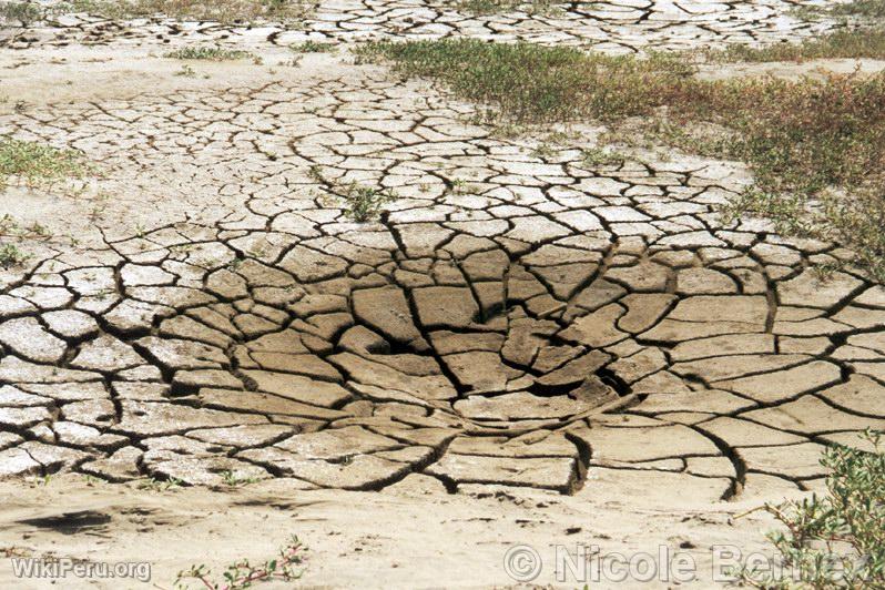 Soils in Lambayeque after El Nio