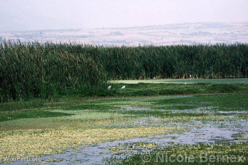 Villa Wetlands, Lima