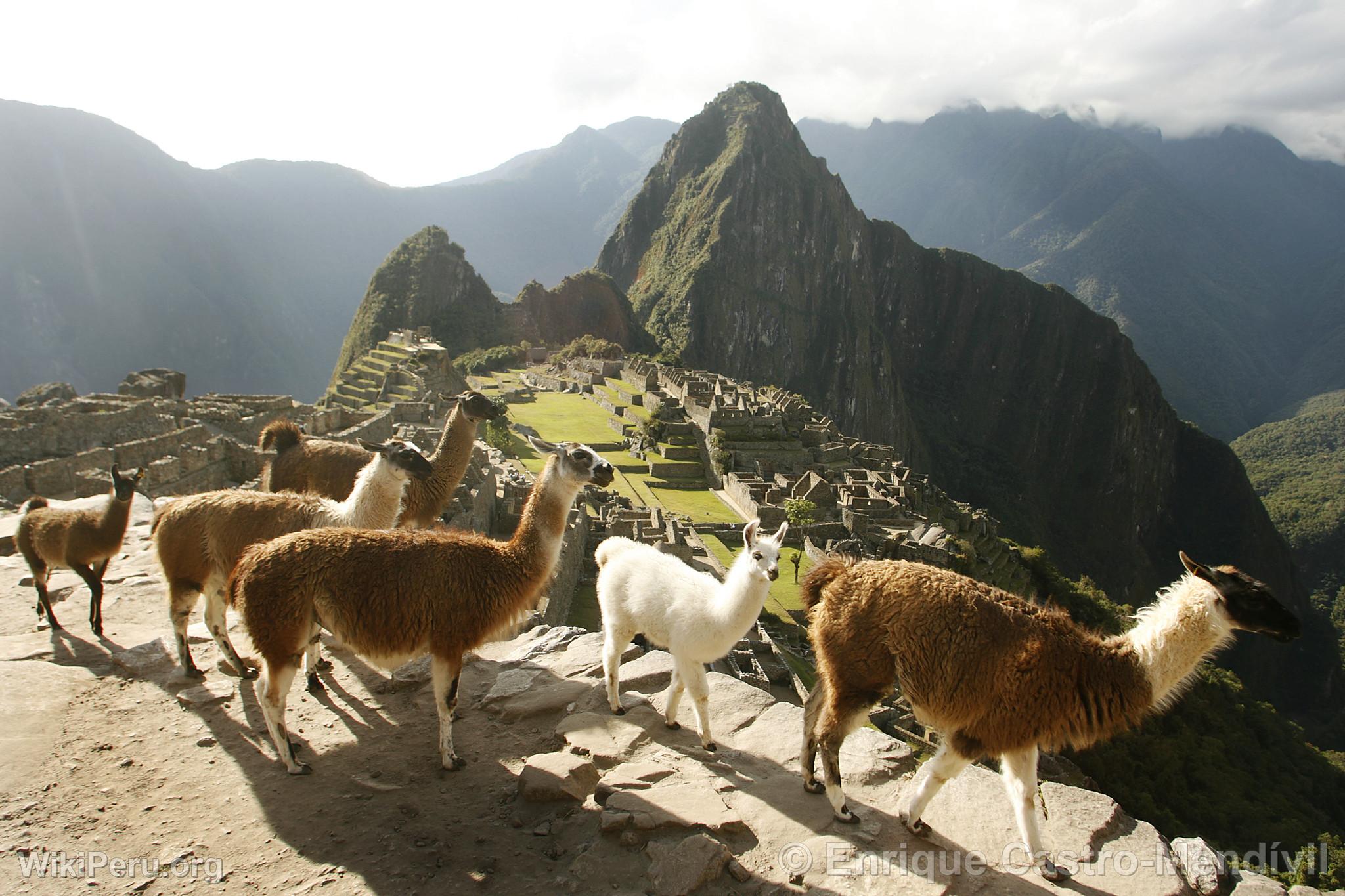 Llamas in Machu Picchu