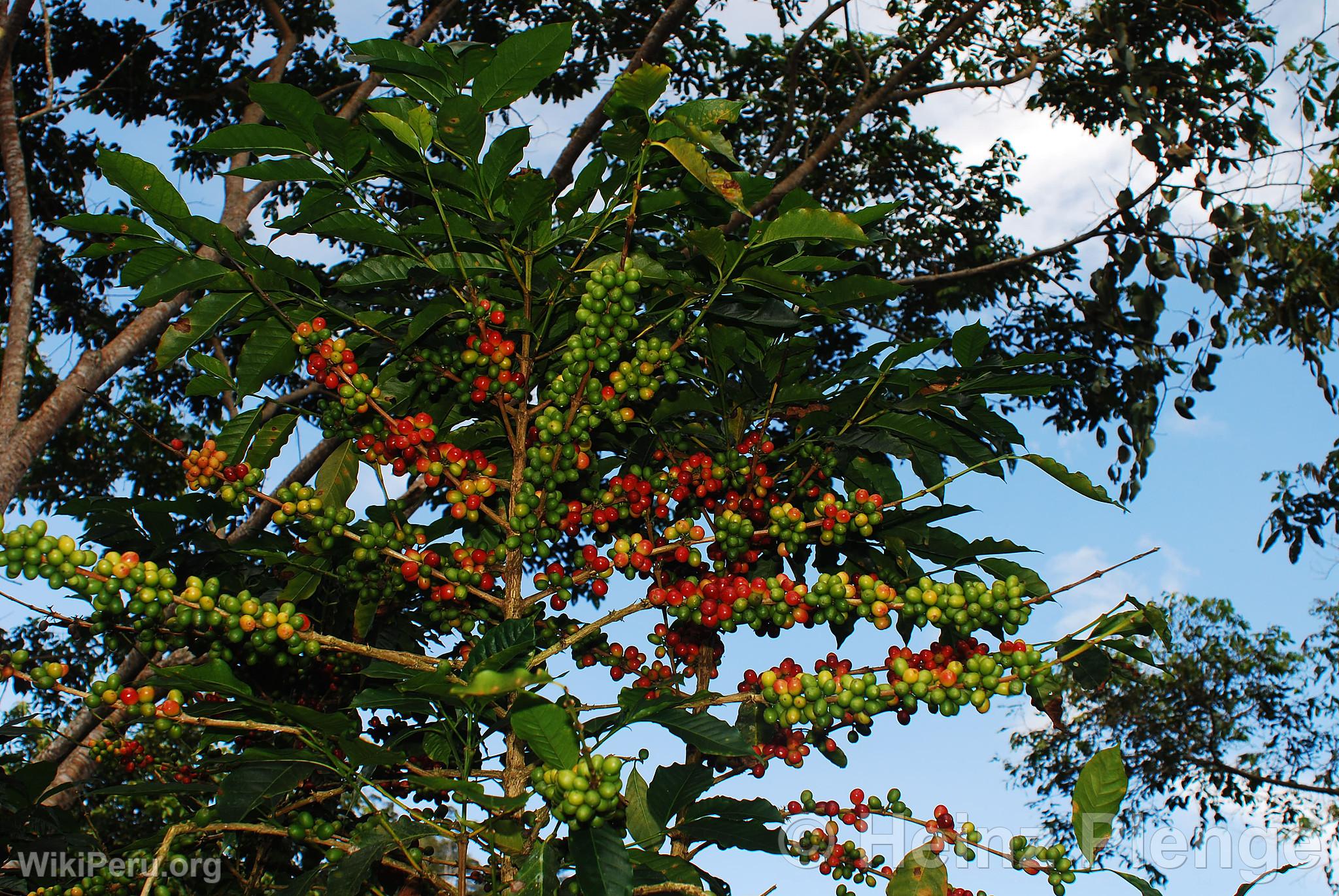 Shade-Grown Coffee Cultivation