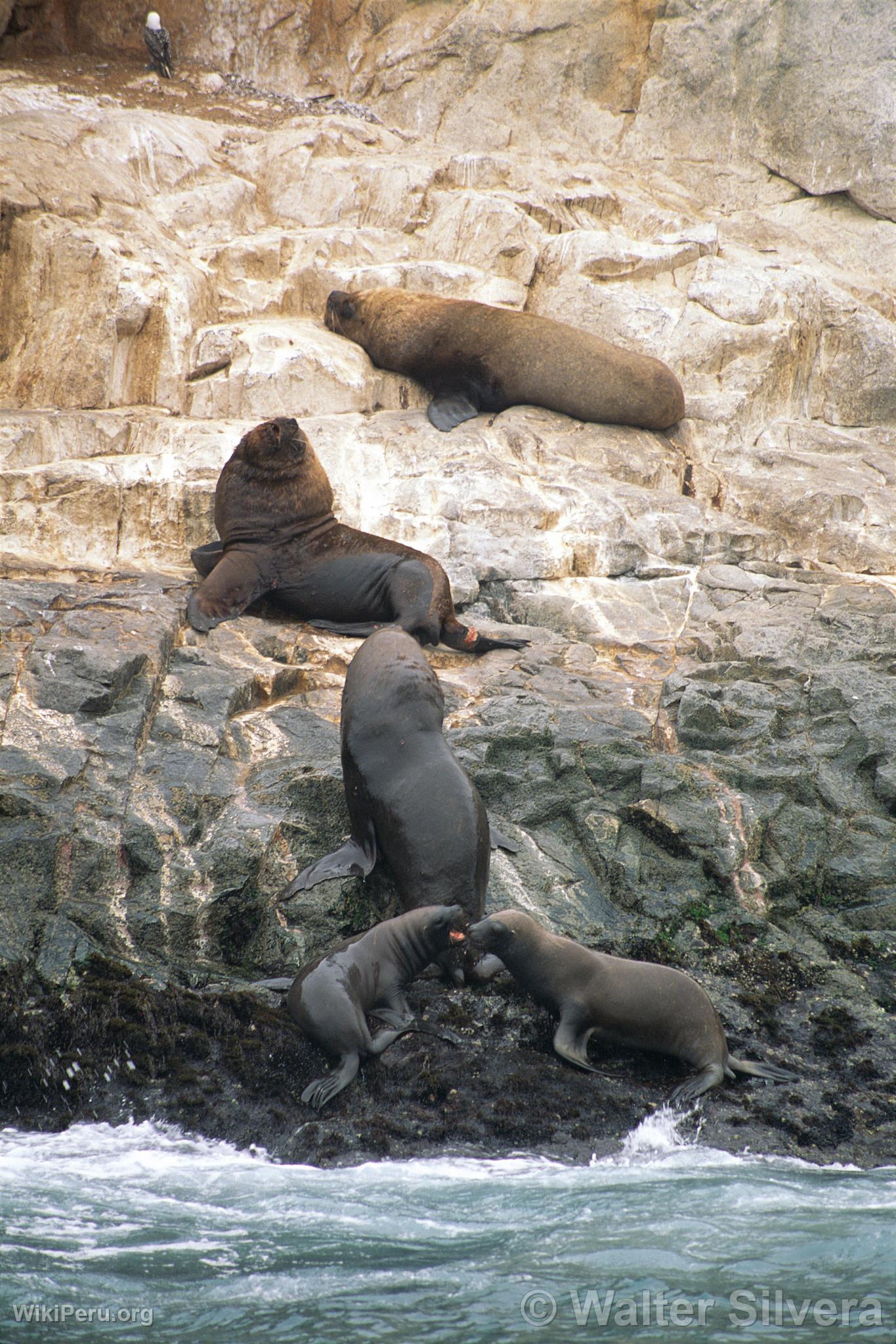 Sea Lions on Palomino Islands, Callao