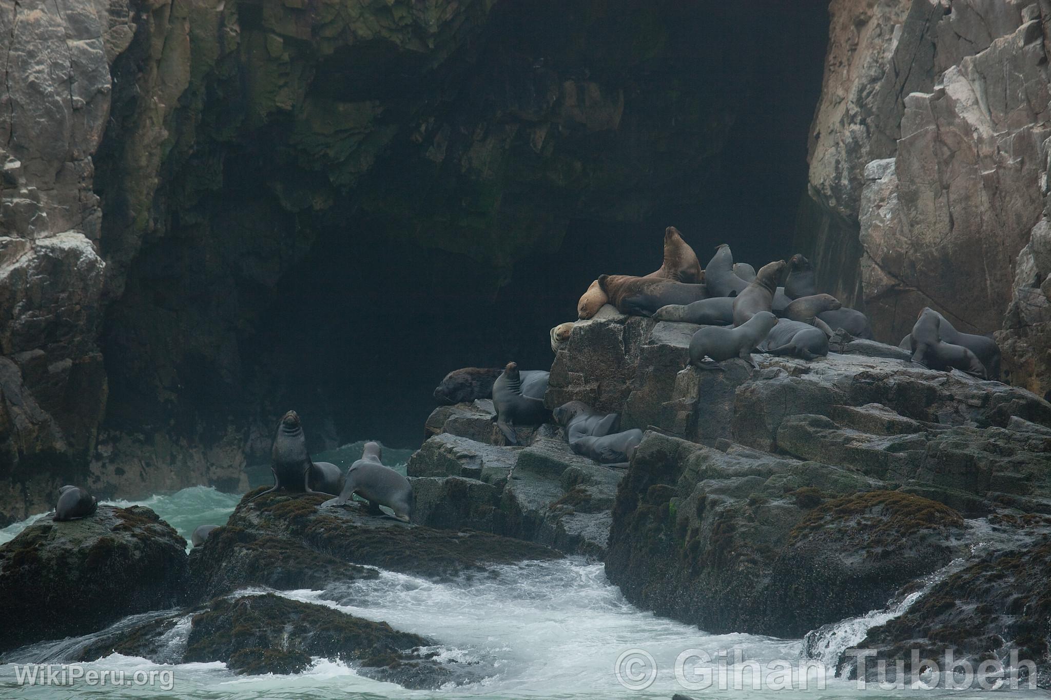 Palomino Islands, Callao