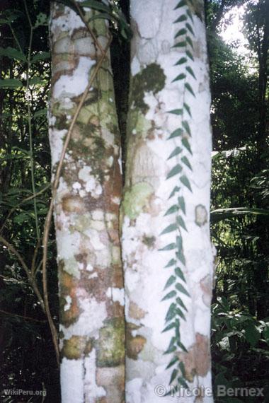 Symbiosis of life. Fern and fungi on a tree trunk