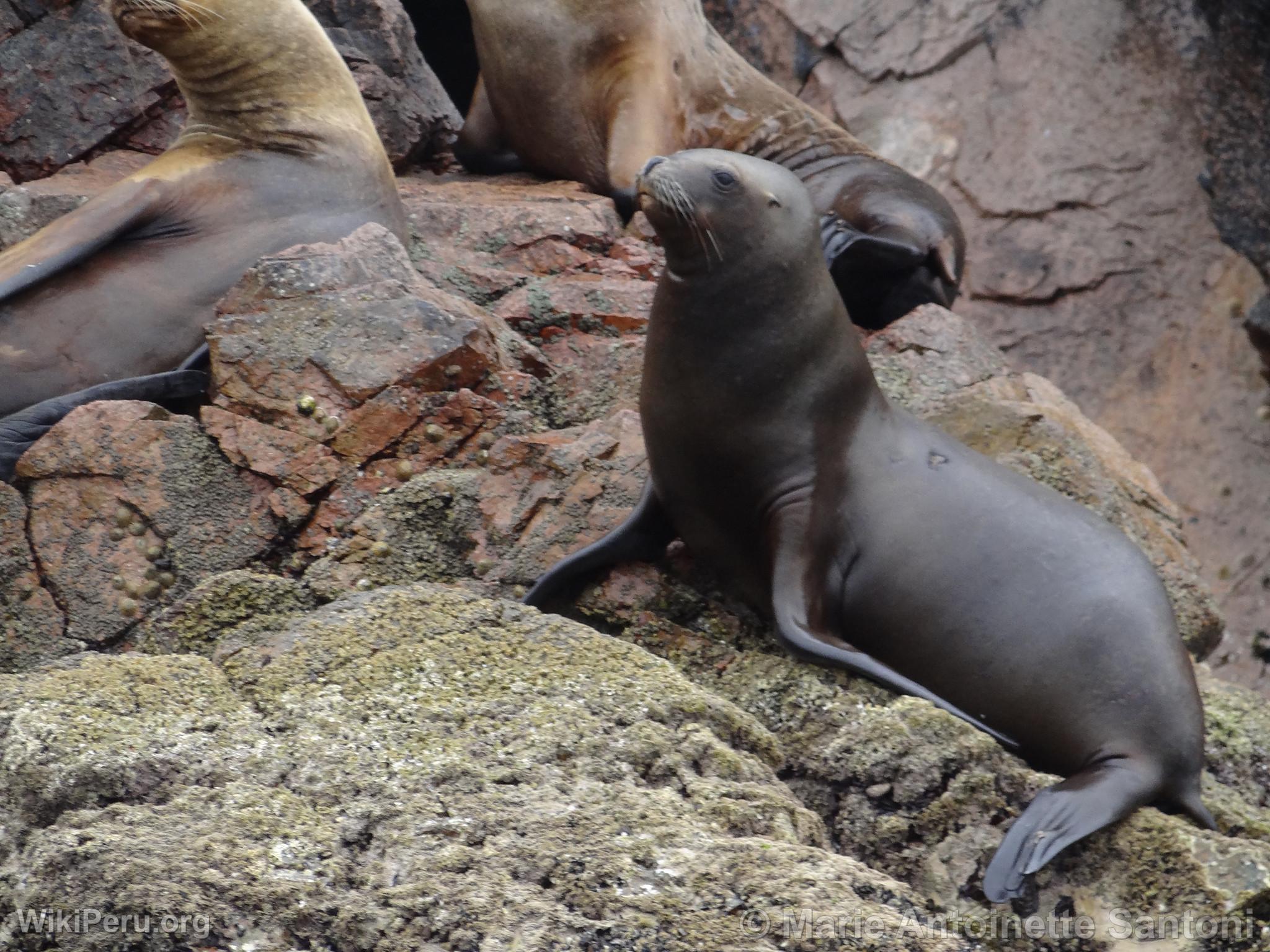 Ballestas Islands, Paracas