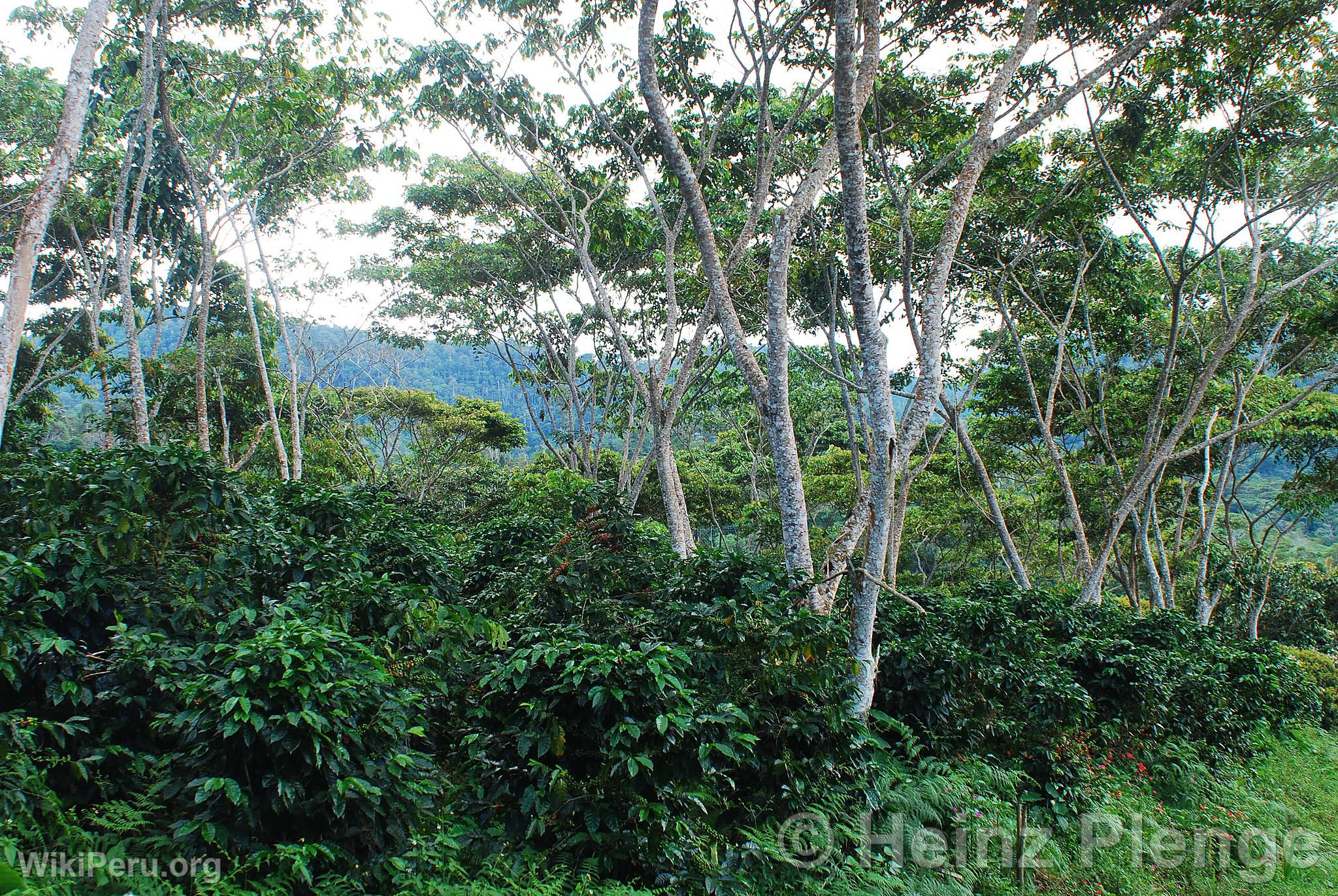 Shade-Grown Coffee Cultivation