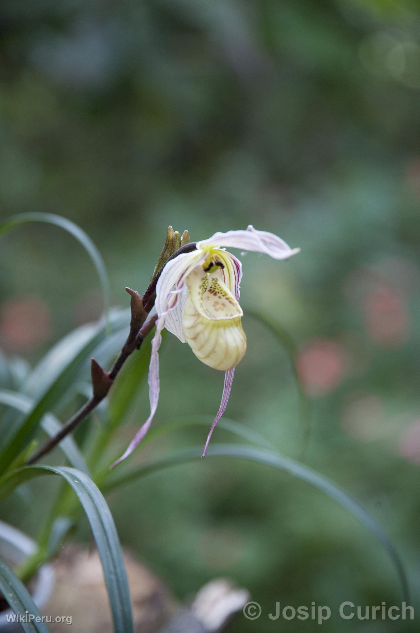 Orchid in Oxapampa