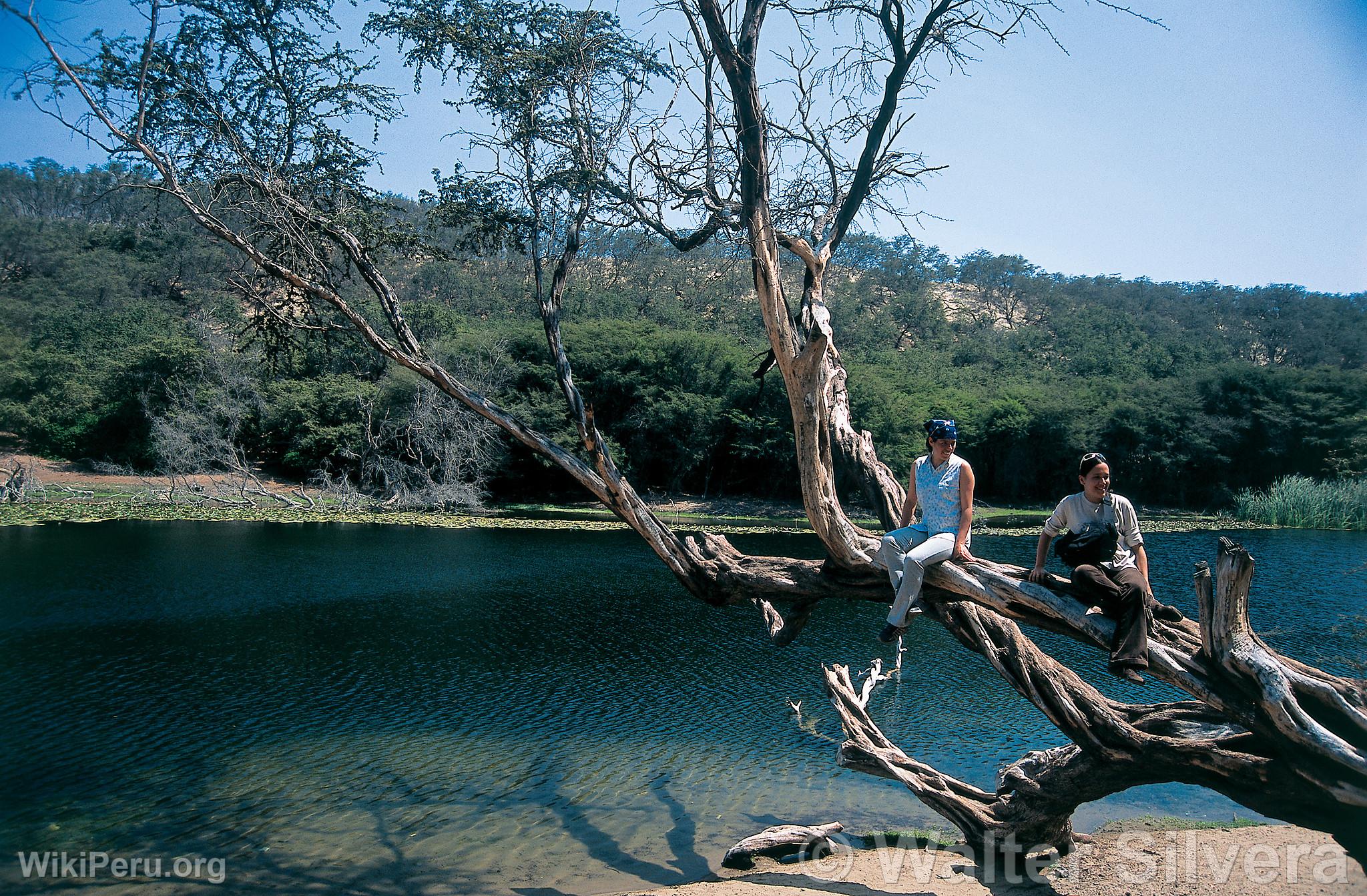 Caoncillo Reserve, Pacasmayo