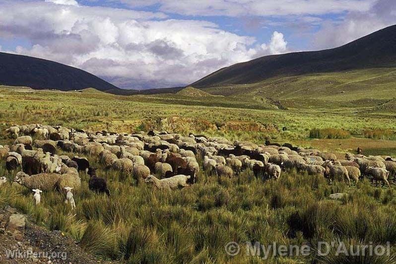 Cattle ranch