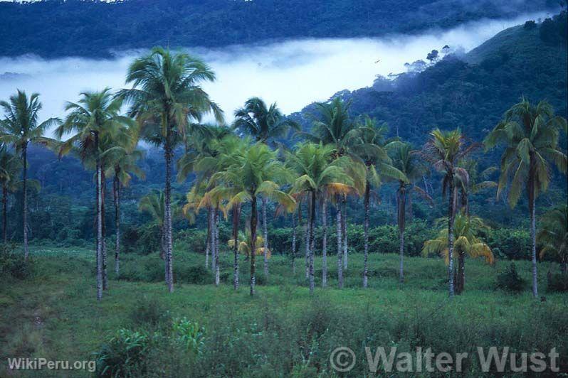 Palm trees, Atalaya