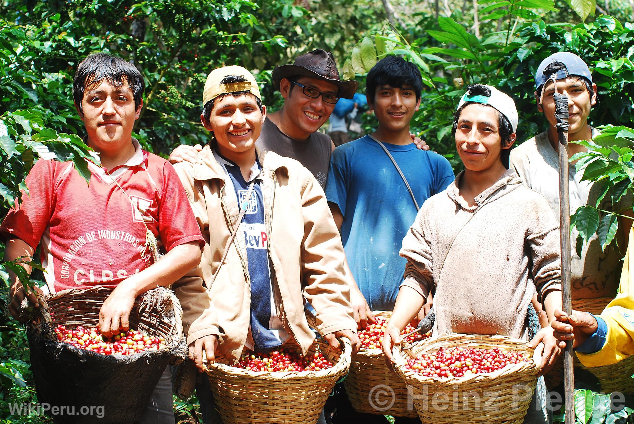 Organic Coffee Harvest