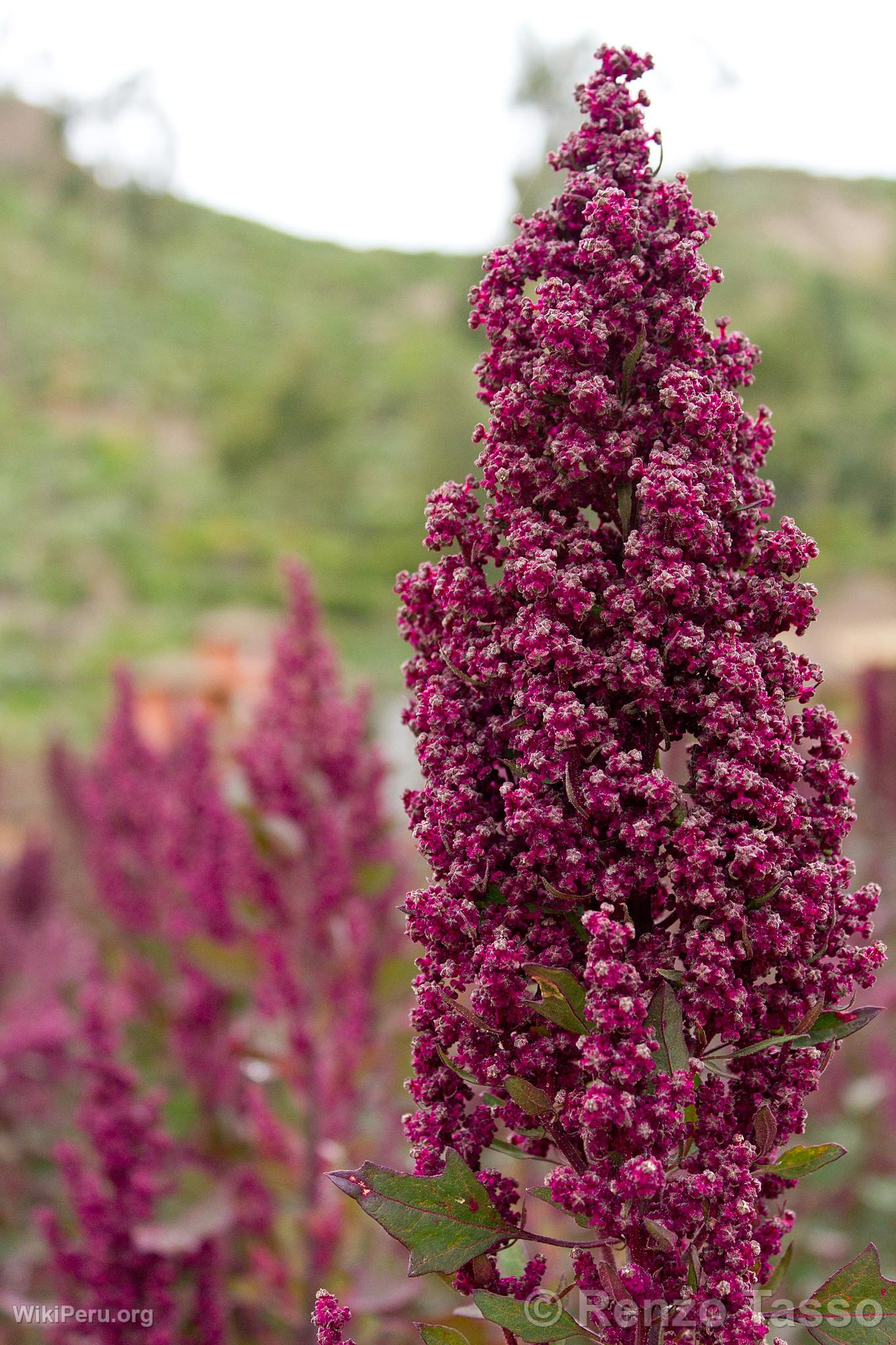 Quinoa Plant