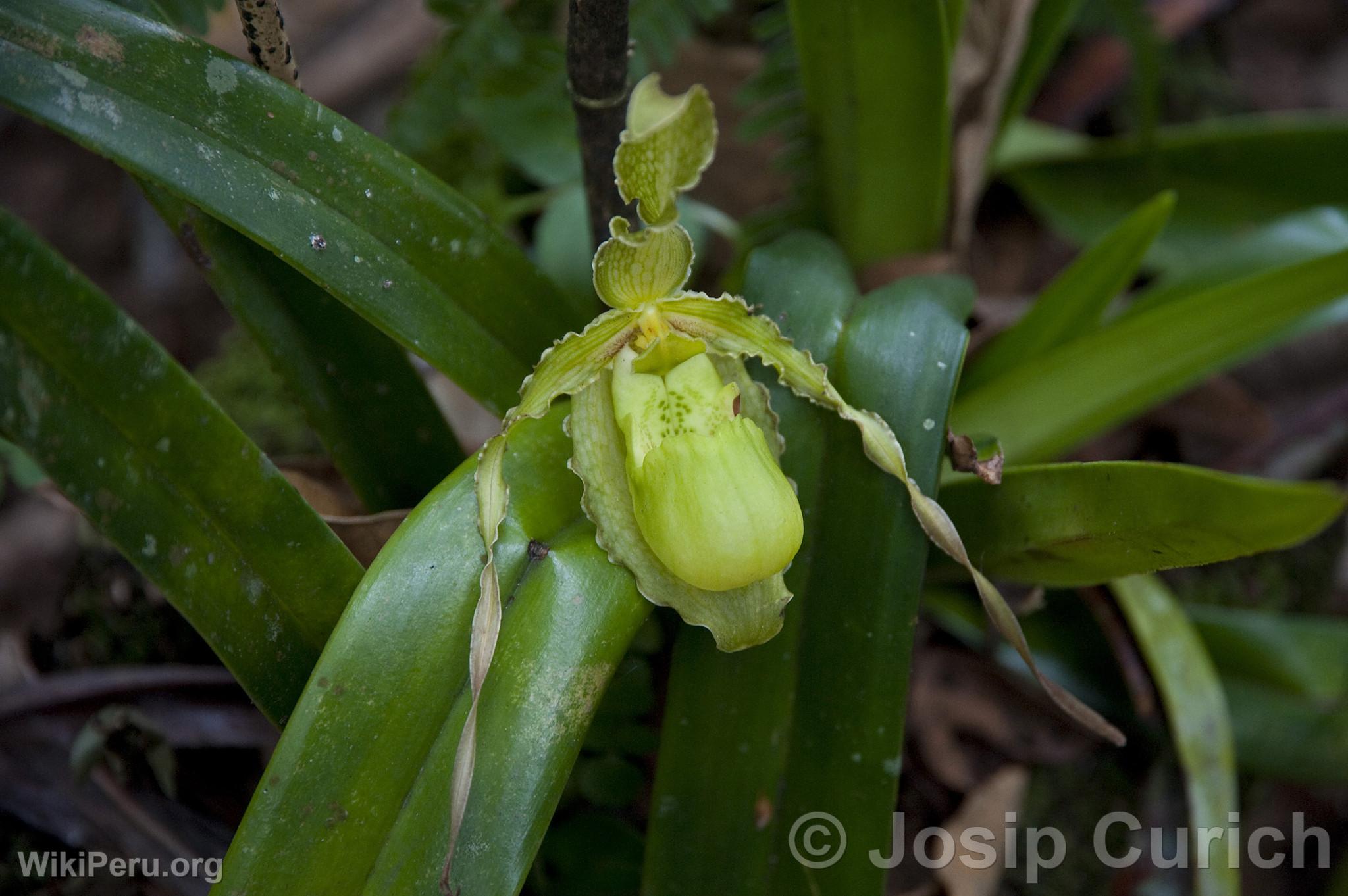 Orchid in Oxapampa