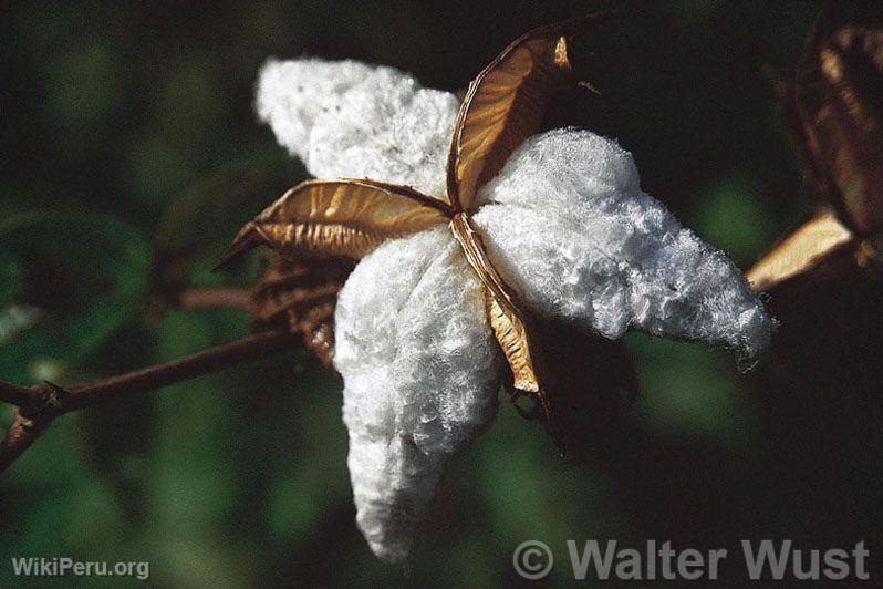 Cotton