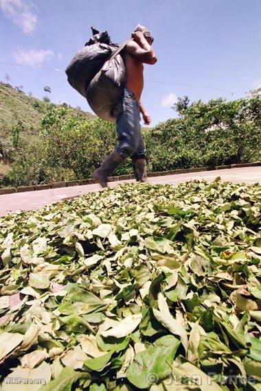 Coca leaves, Tingo Mara