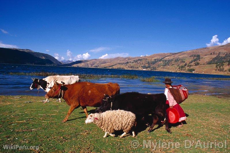 Livestock in Apurmac