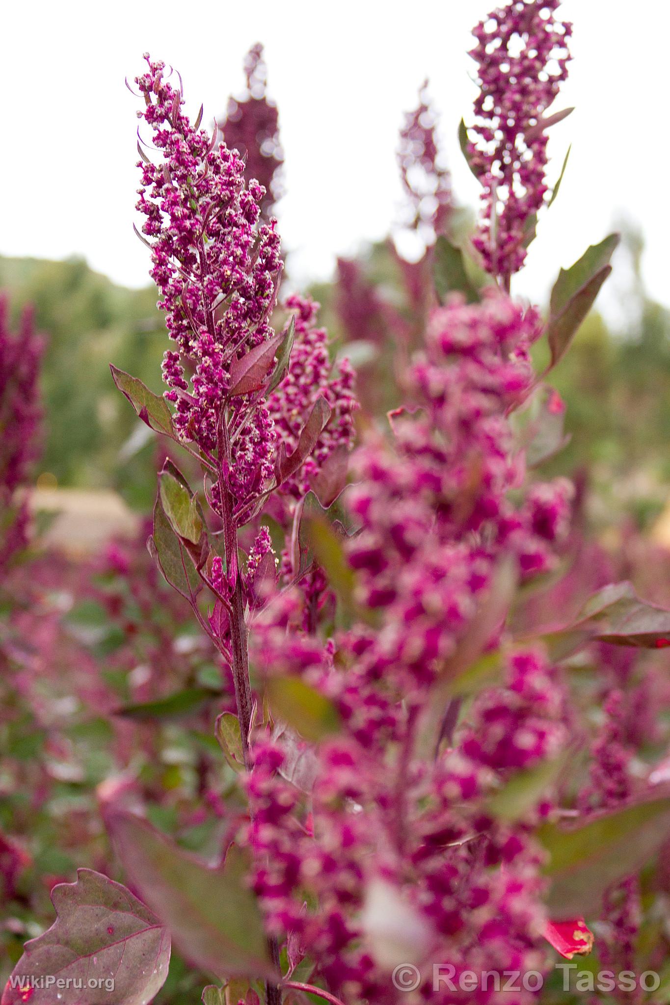 Quinoa Plant