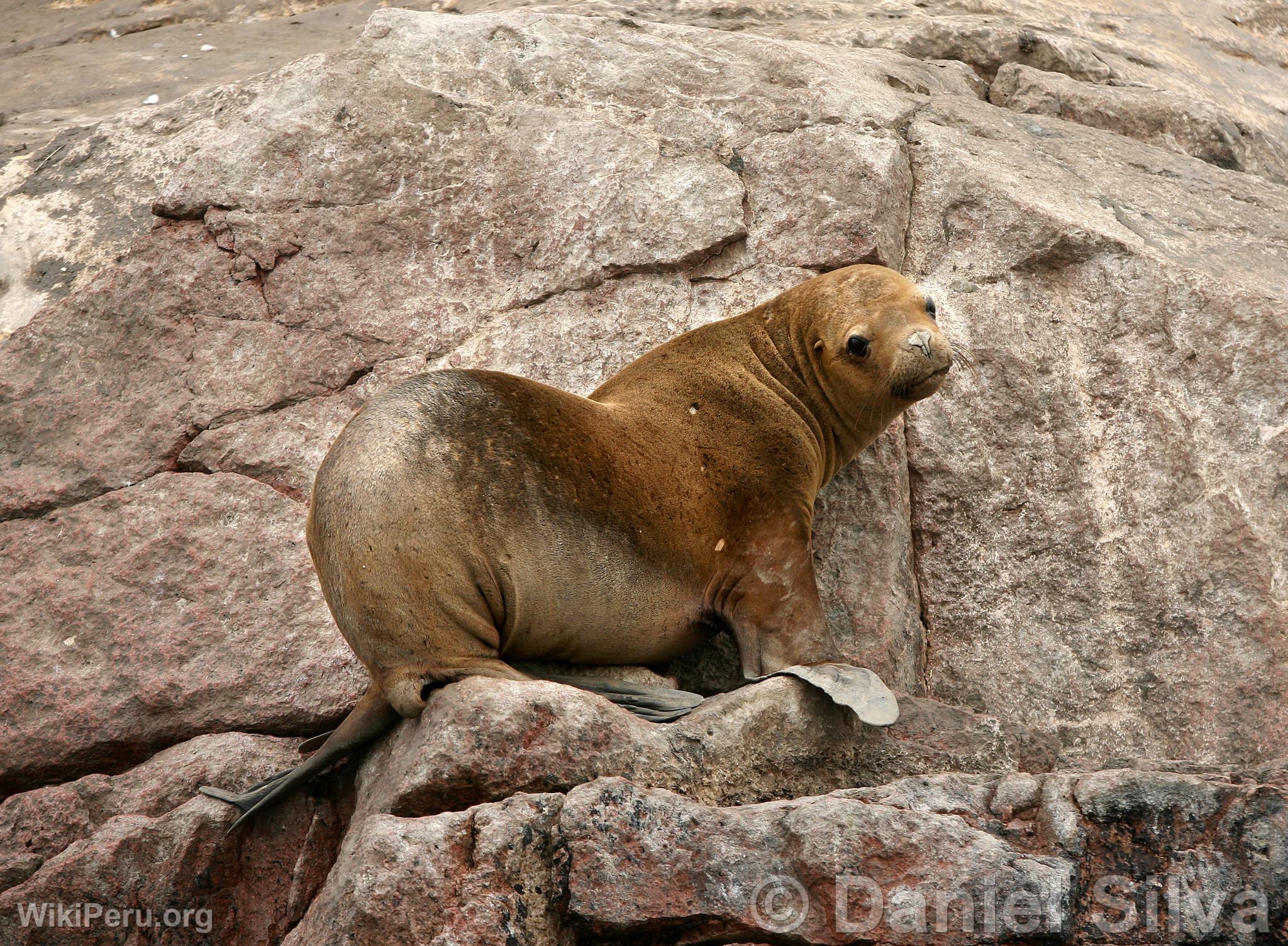 Sea Lion