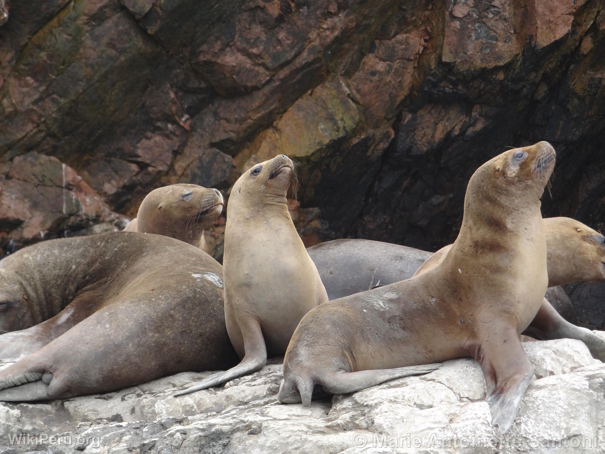 Ballestas Islands, Paracas