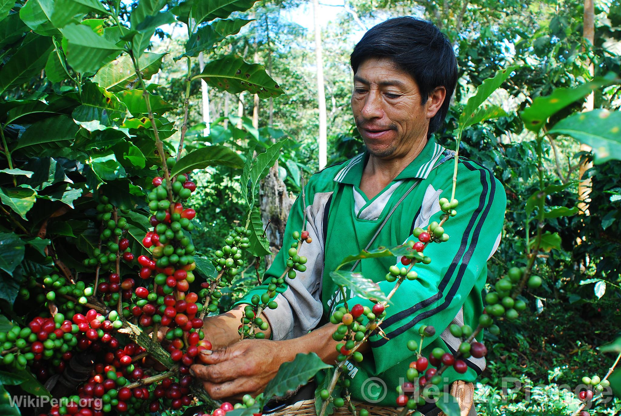 Organic Coffee Harvest