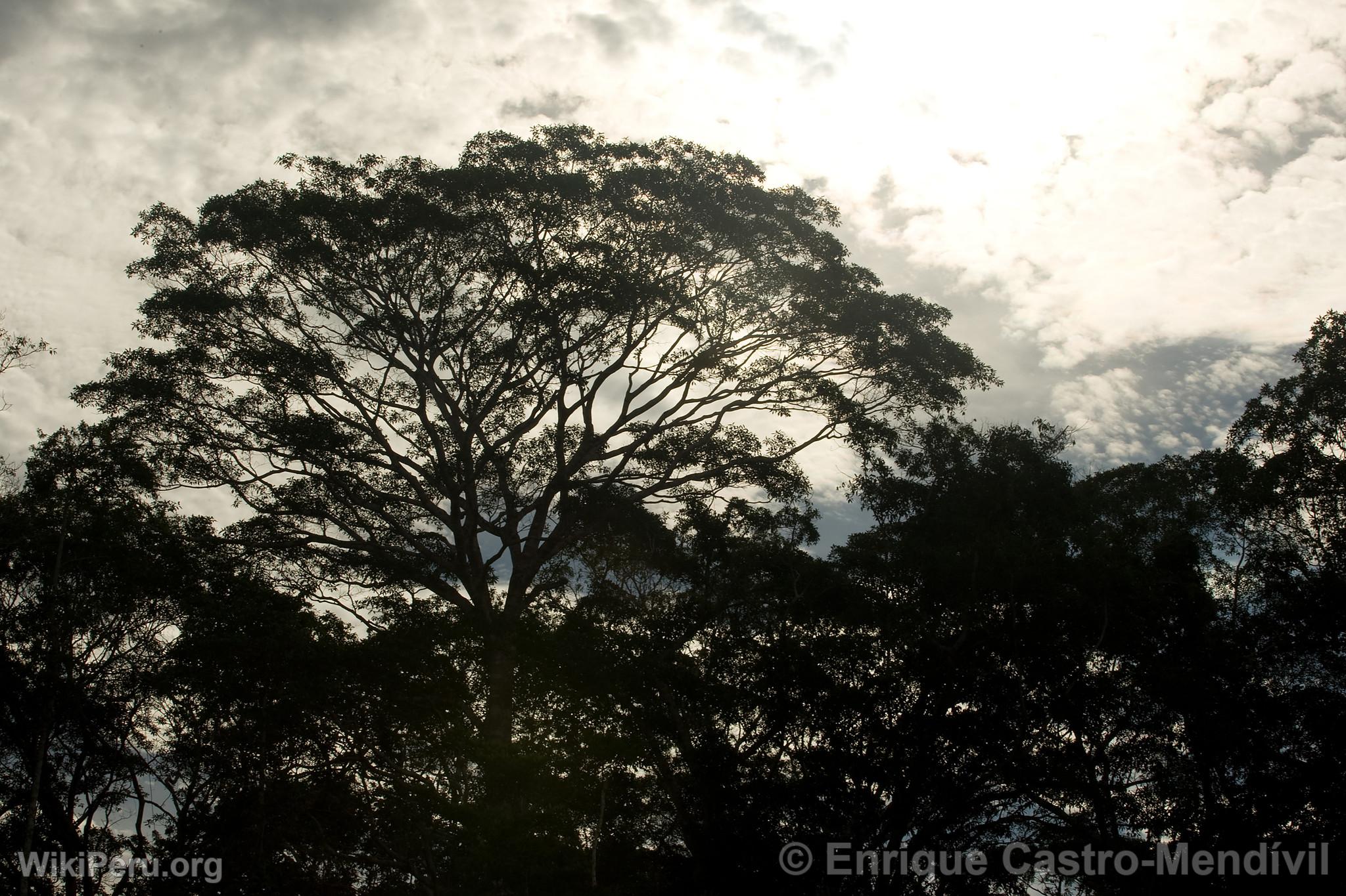 Manu National Park