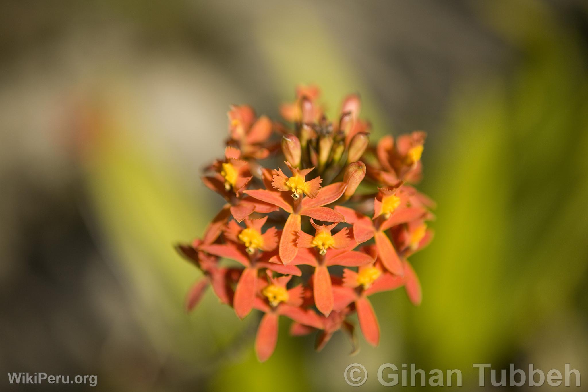 Orchid in Machu Picchu