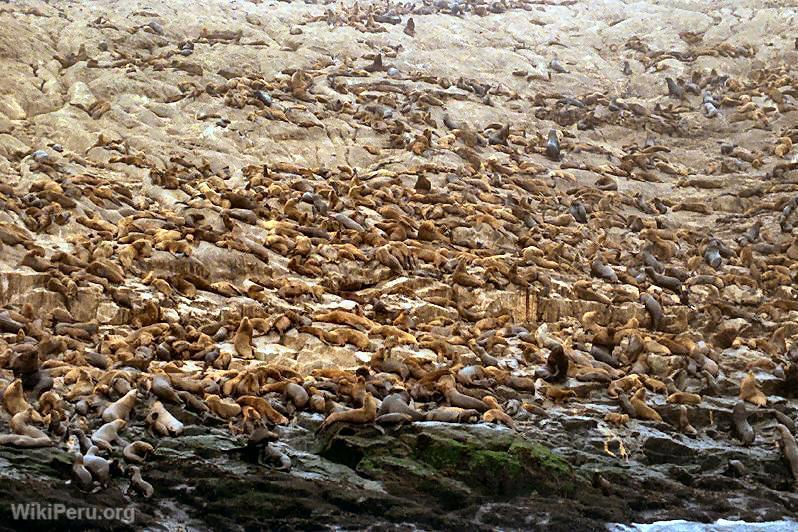 Sea Lions, Callao