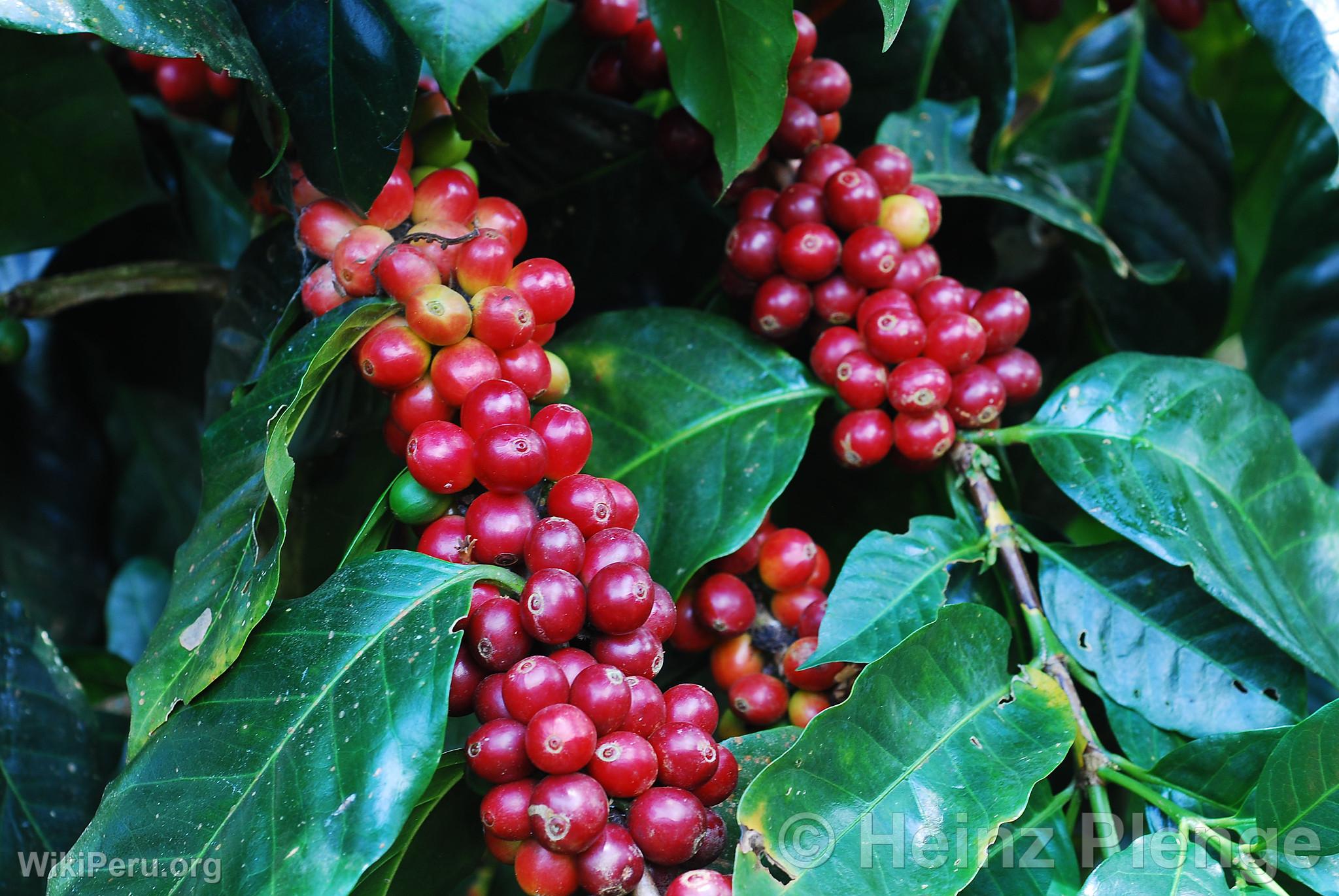 Cherry Coffee Bean