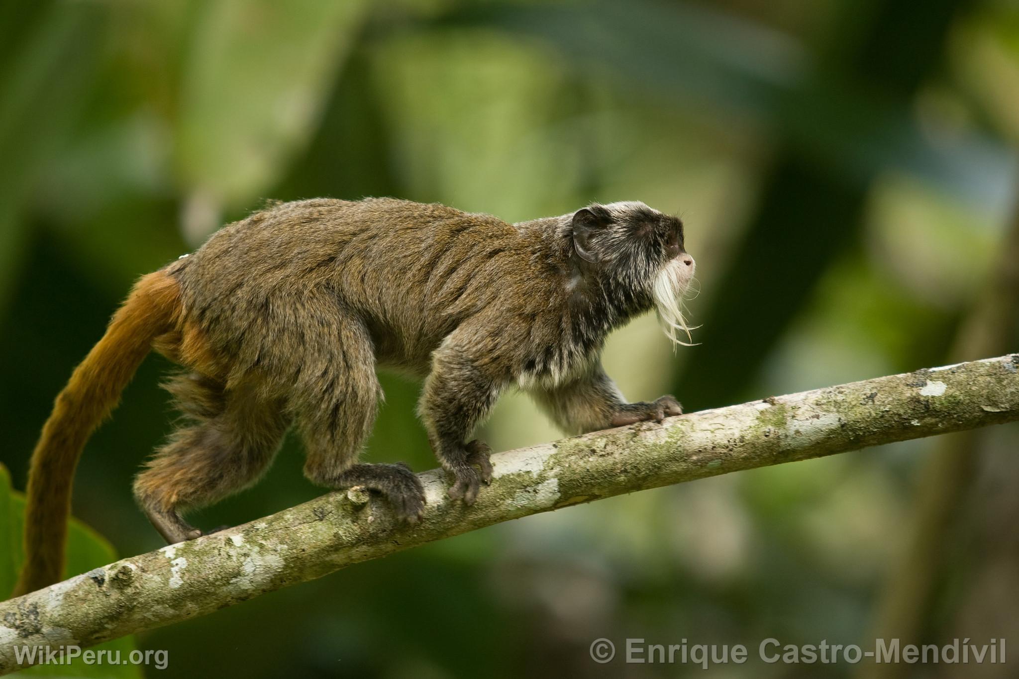 Emperor tamarin