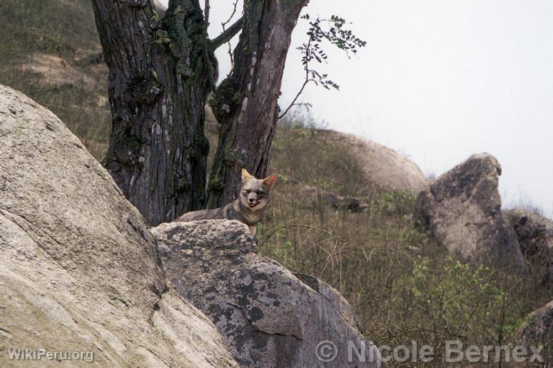 Fox, Lomas de Lachay